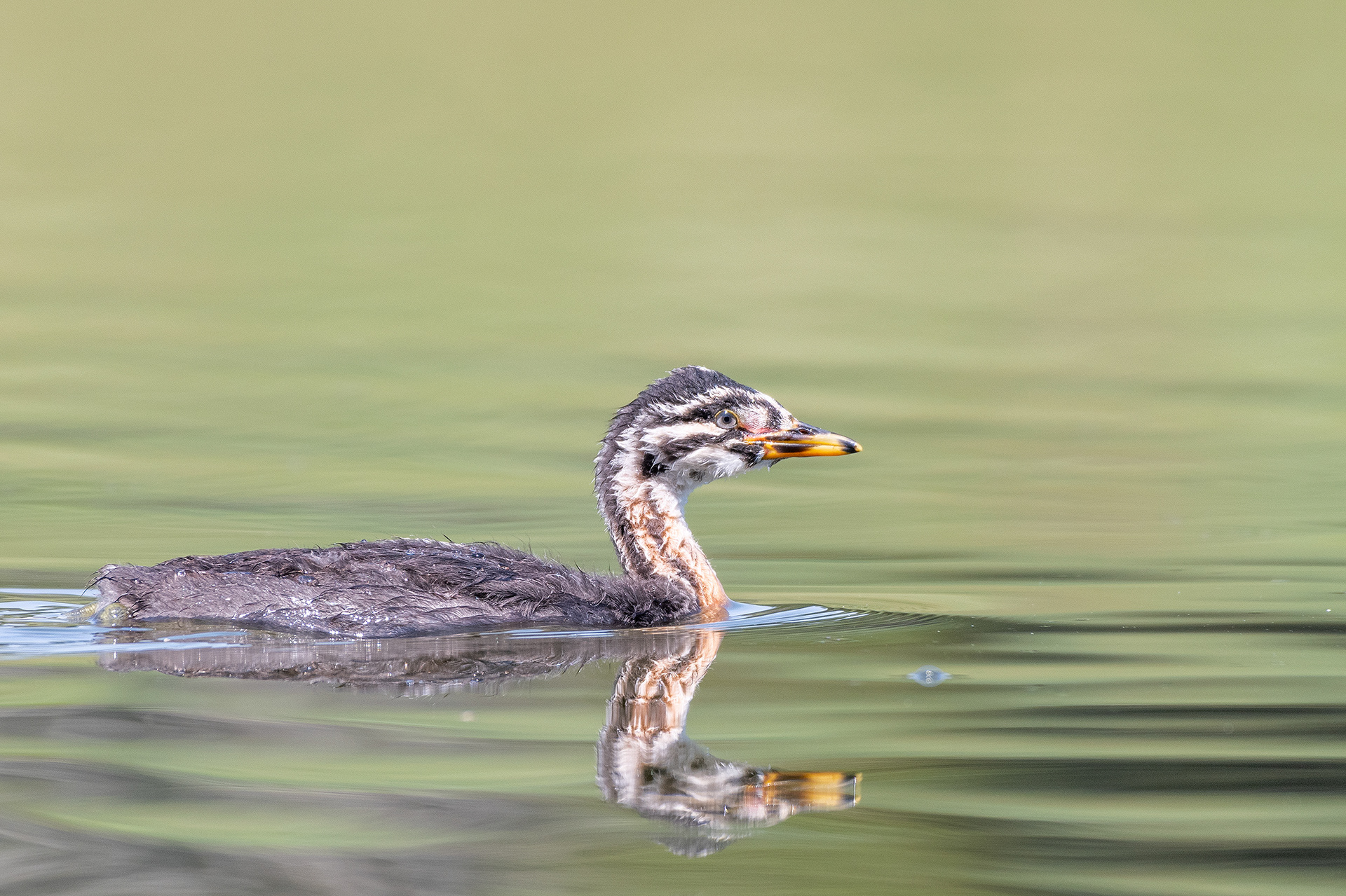 Red-necked Grebe (immature), Marshall Springs - Fish Creek Prov. Park, Calgary, AB