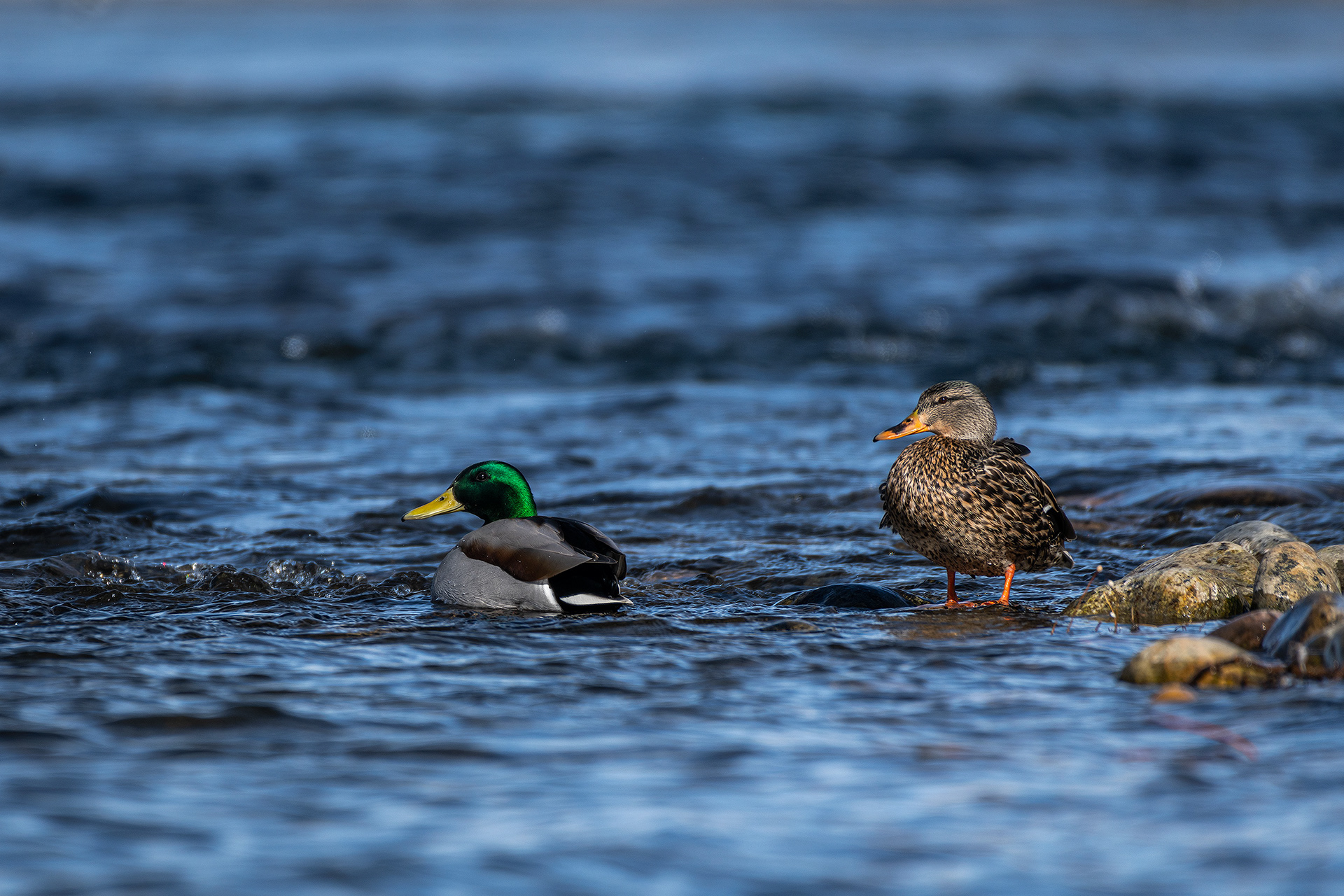 Mallards (pair) on the edge of the Bow River, just down stream from Carburn Park, Calgary, AB