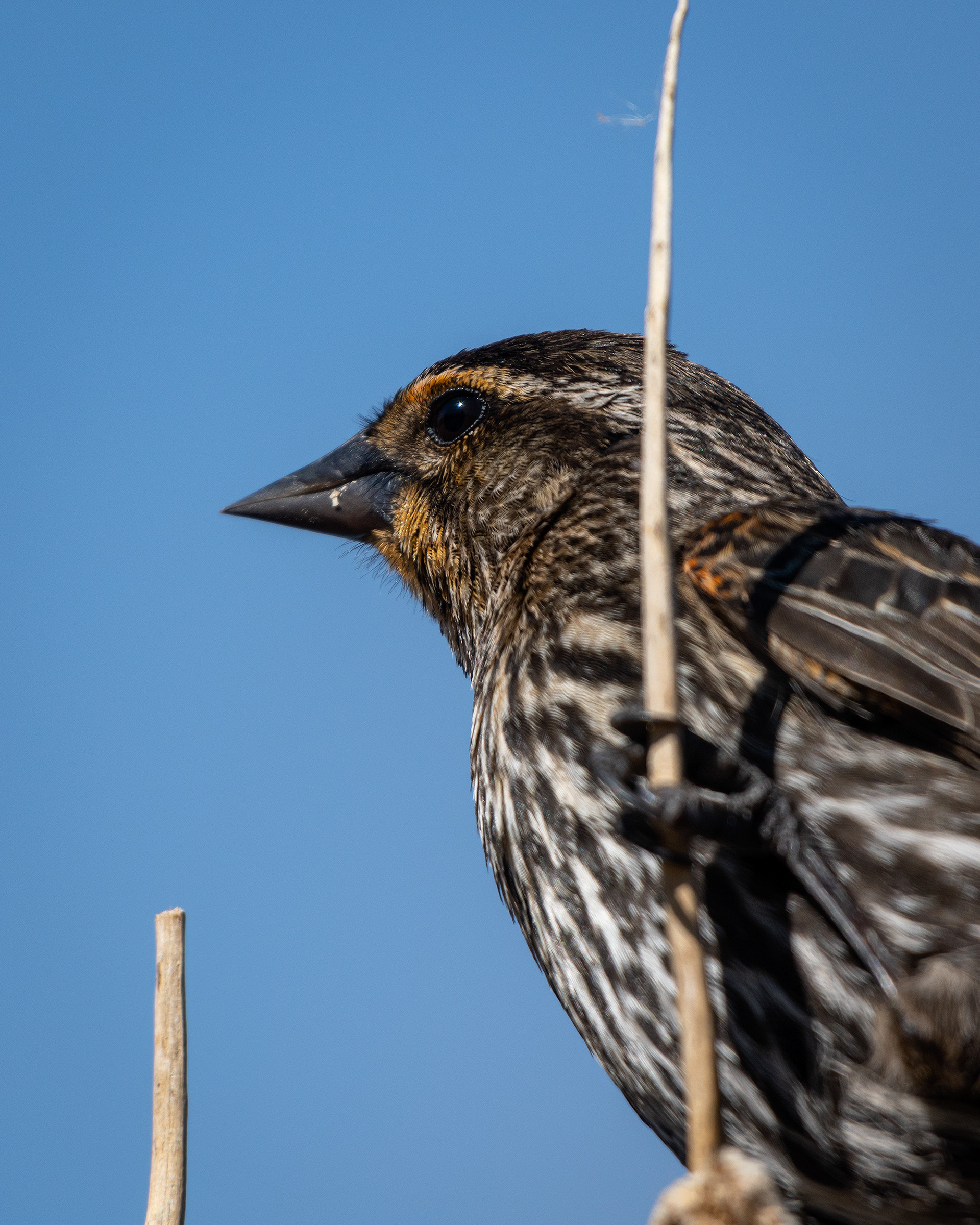 Red-winged Blackbird (female) close-up, Marshall Springs ponds, Fish Creek Provincial Park, Calgary, AB