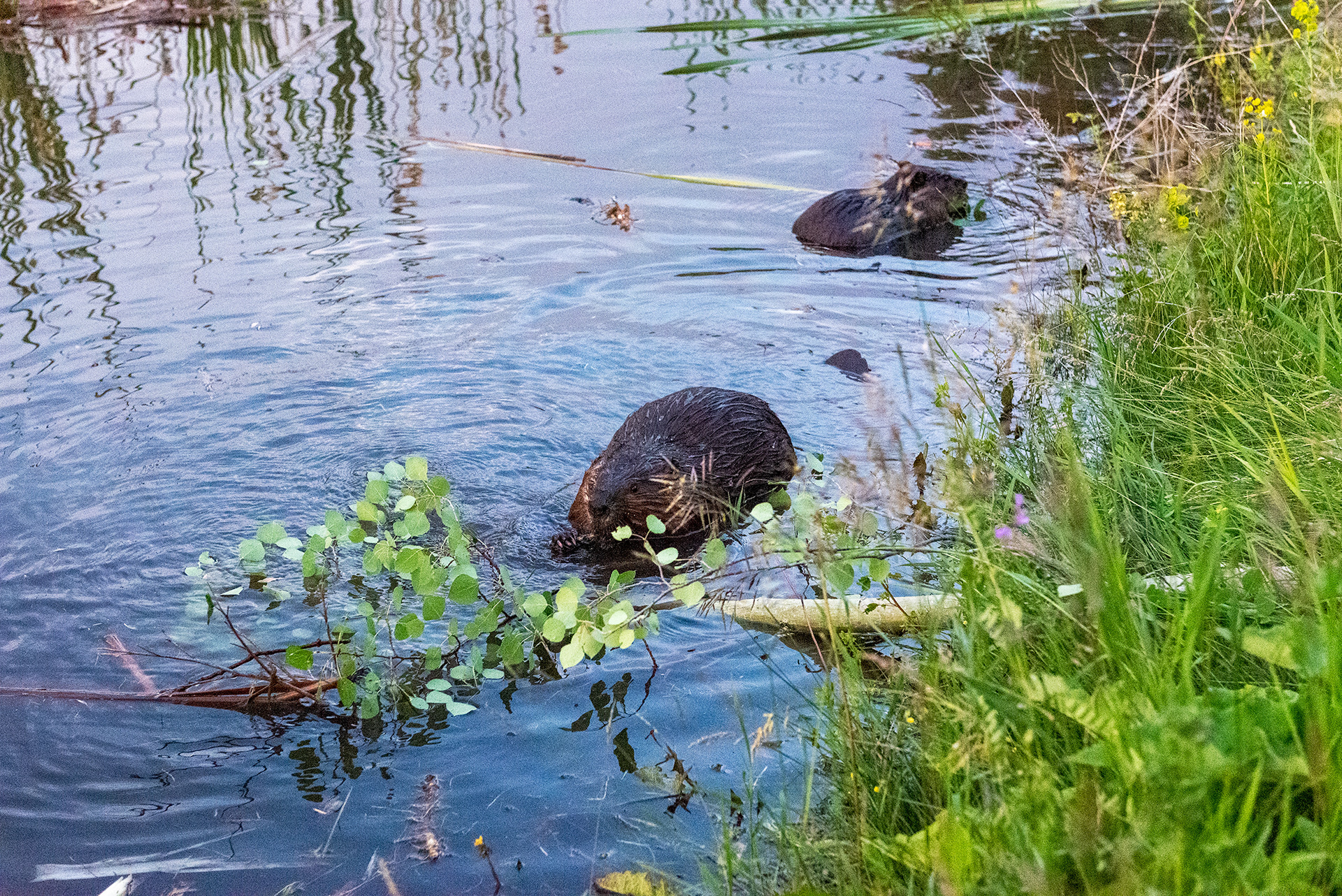 Beavers enjoying a freshly downed tree