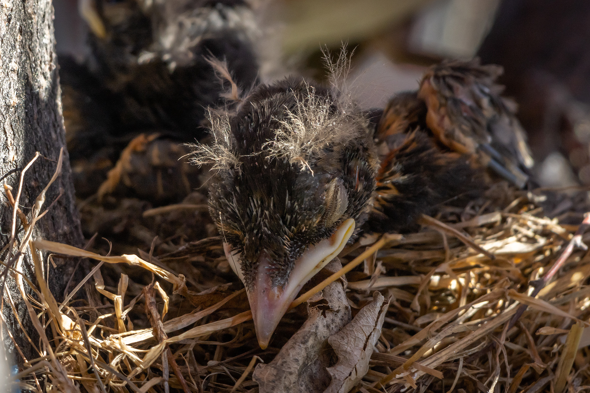 American Robin hatchling, Bridlewood, Calgary, AB