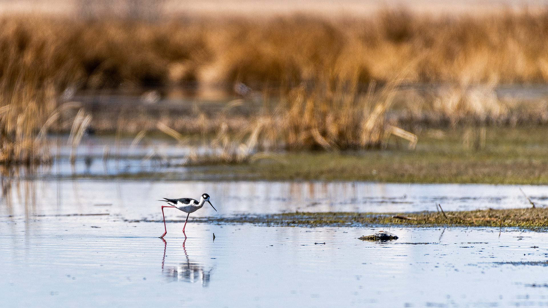 Black-necked Stilt at Frank Lake, AB