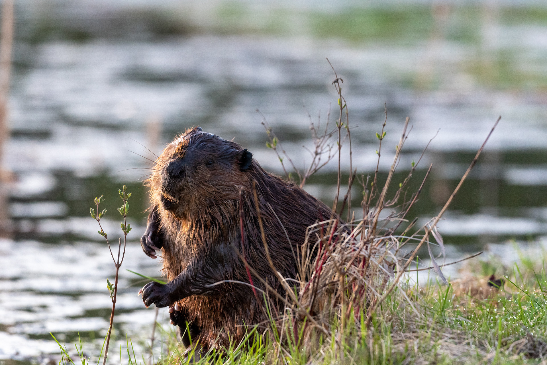 beaver, Marshall Springs, Fish Creek Provincial Park, Calgary, Alberta