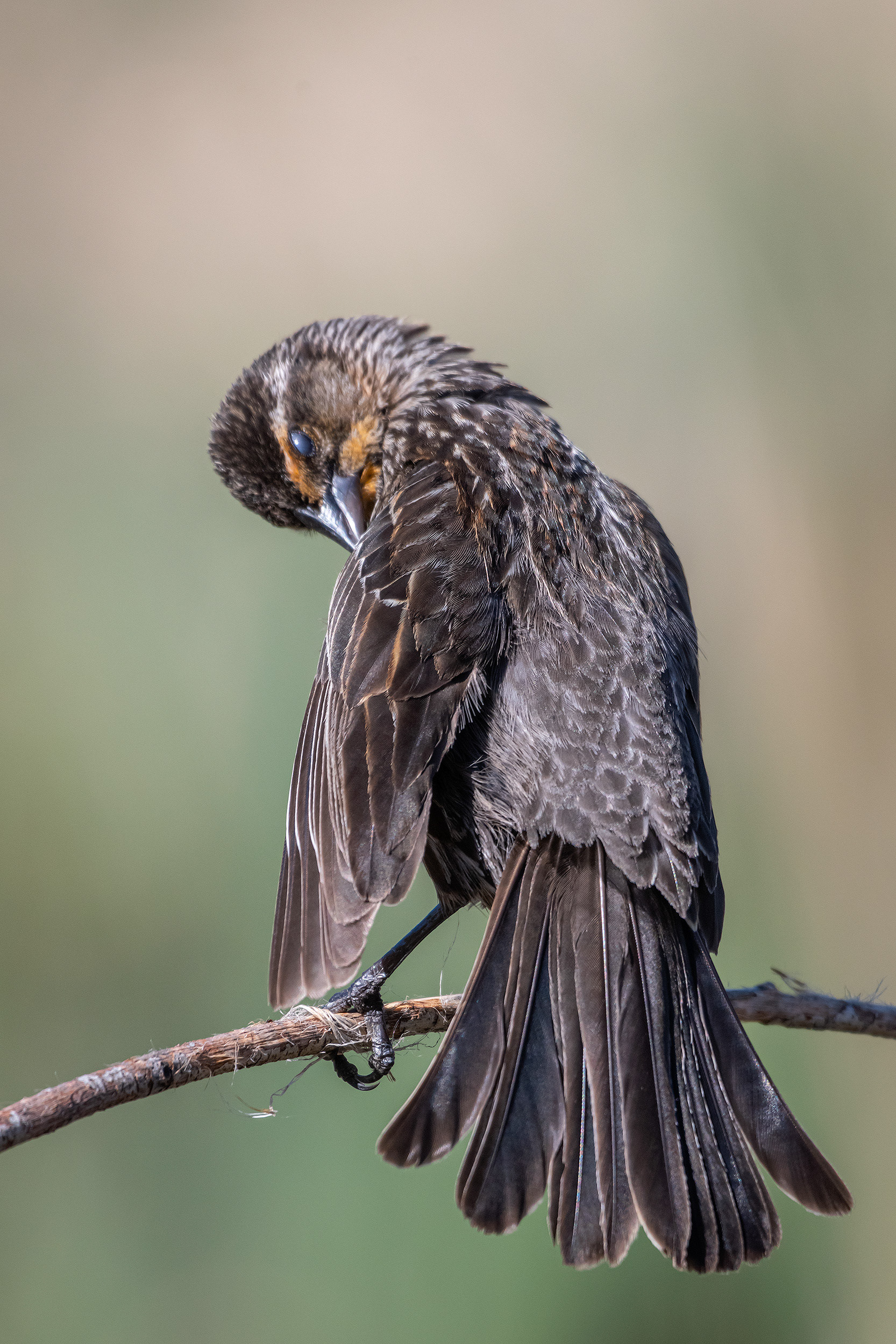 Red-winged Blackbird (female), Marshall Springs ponds, Fish Creek Provincial Park, Calgary, AB
