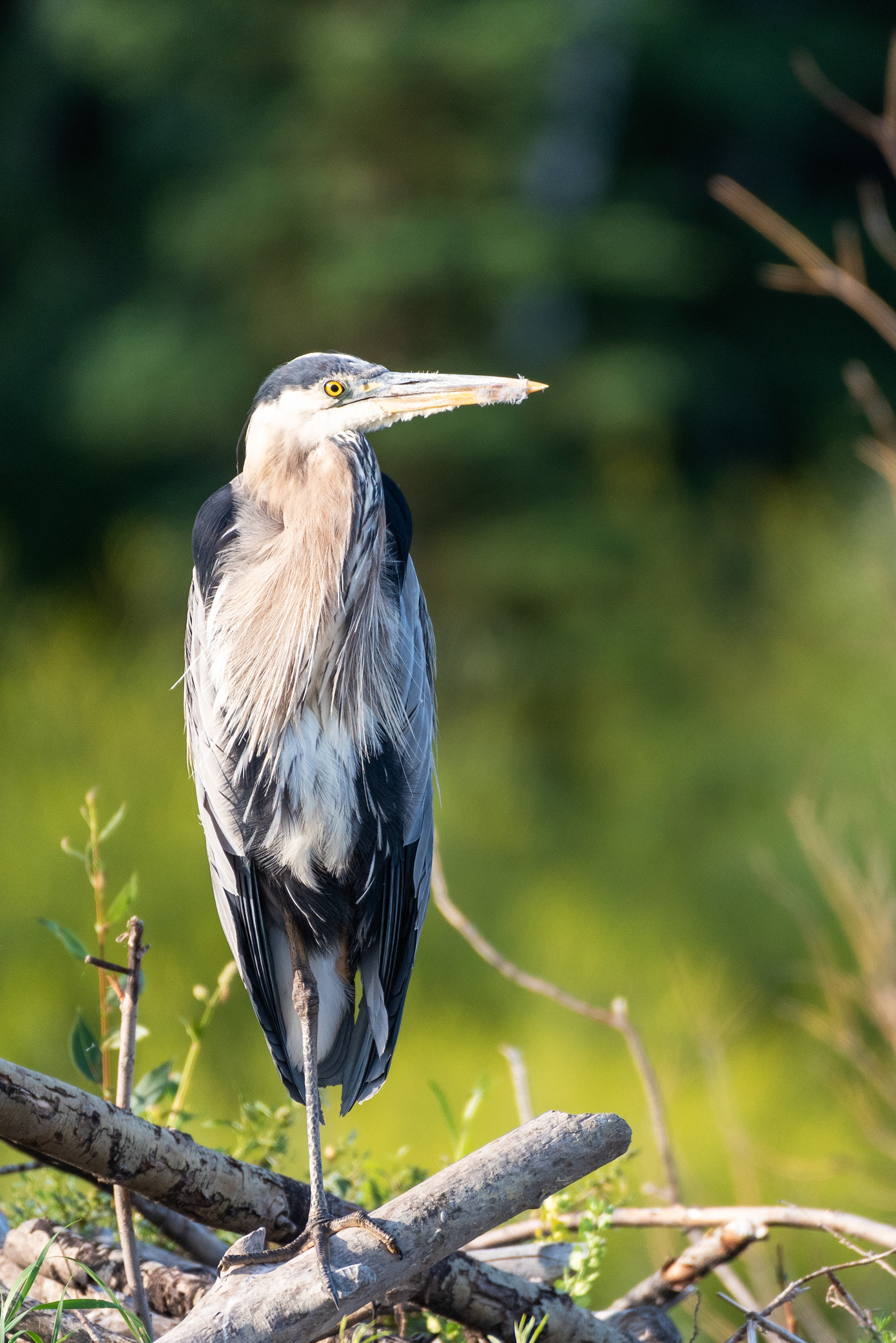 Great Blue Heron