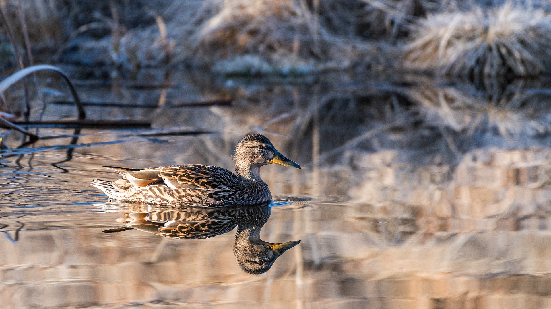 Mallard (Female) at Burnsmead Day Use Area, Fish Creek Provincial Park, Calgary, Alberta