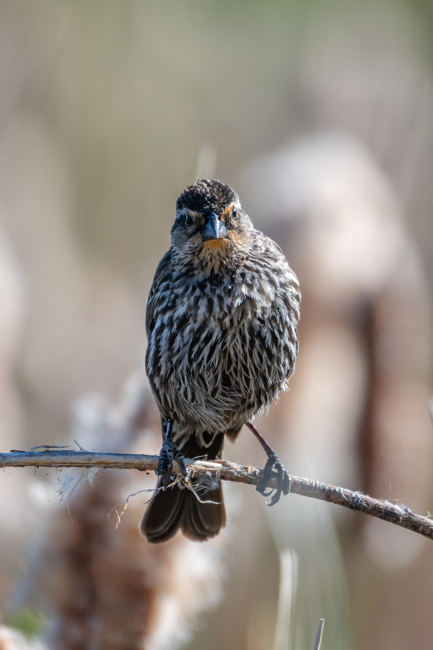 Red-winged Blackbird (female), Marshall Springs ponds, Fish Creek Provincial Park, Calgary, AB