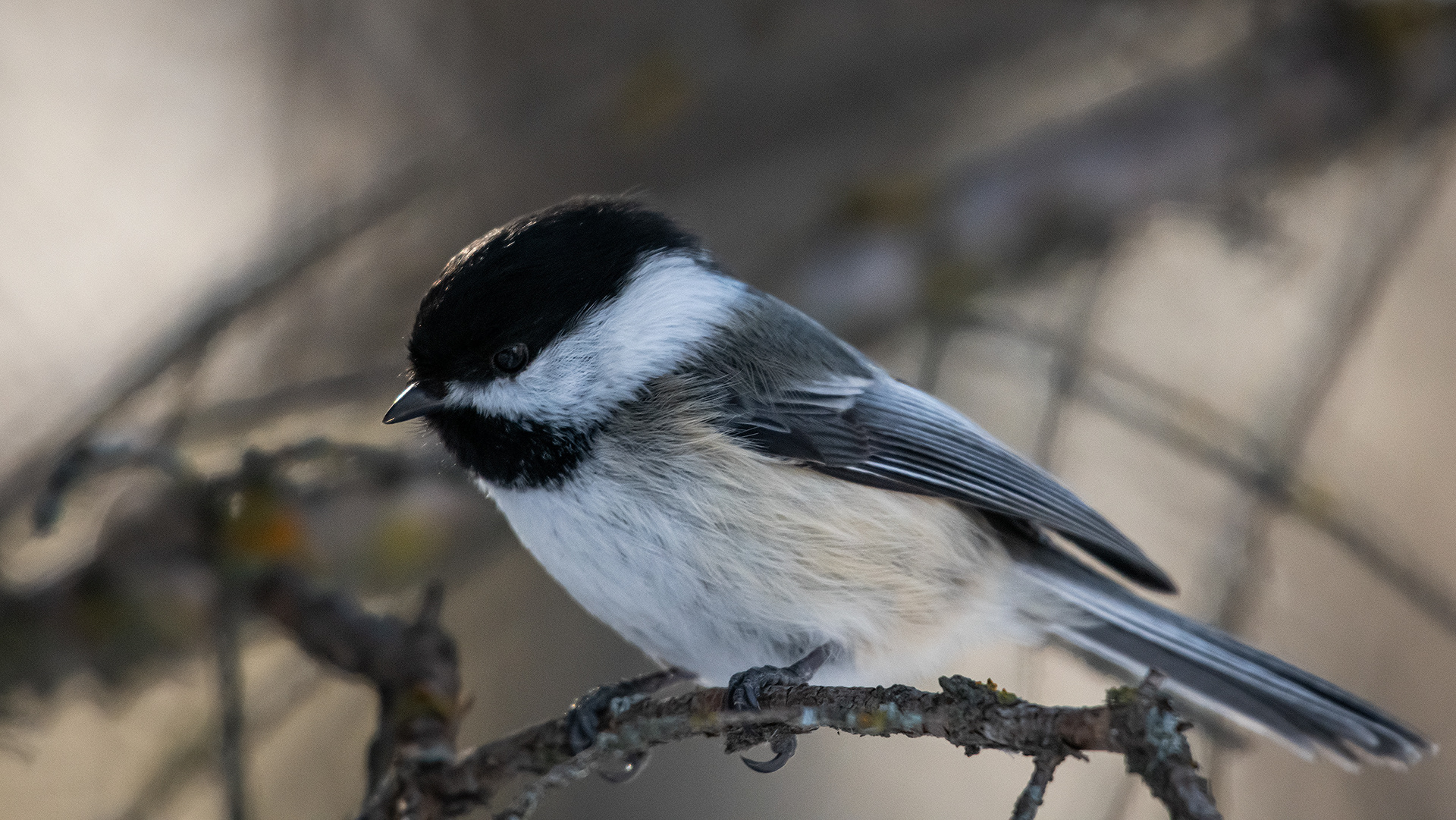 Black-capped Chickadee, near the Marshall Springs area of Fish Creek Provincial Park, Calgary, AB