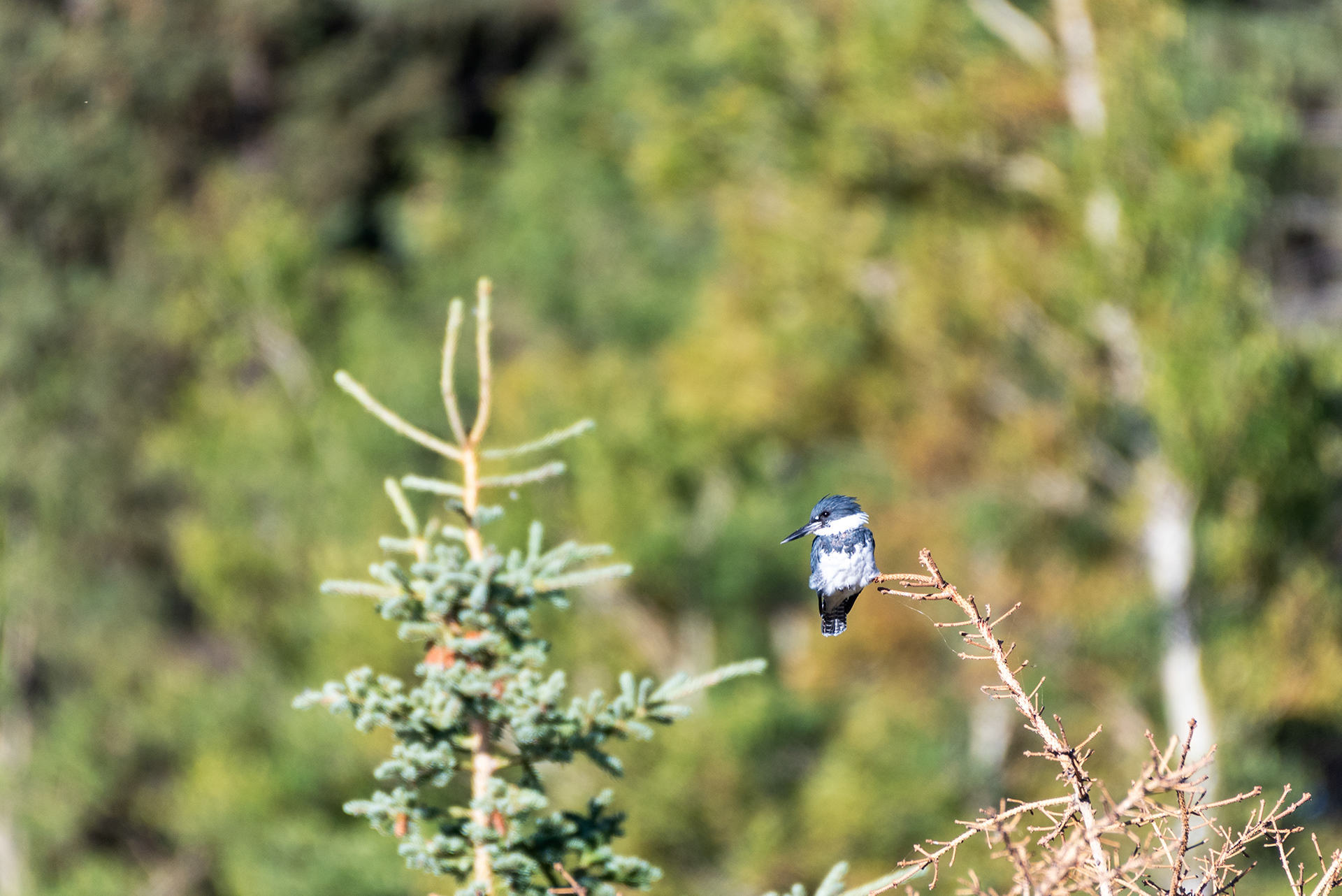 Belted Kingfisher (male) perched, at the Marshall Springs ponds in Fish Creek Provincial Park