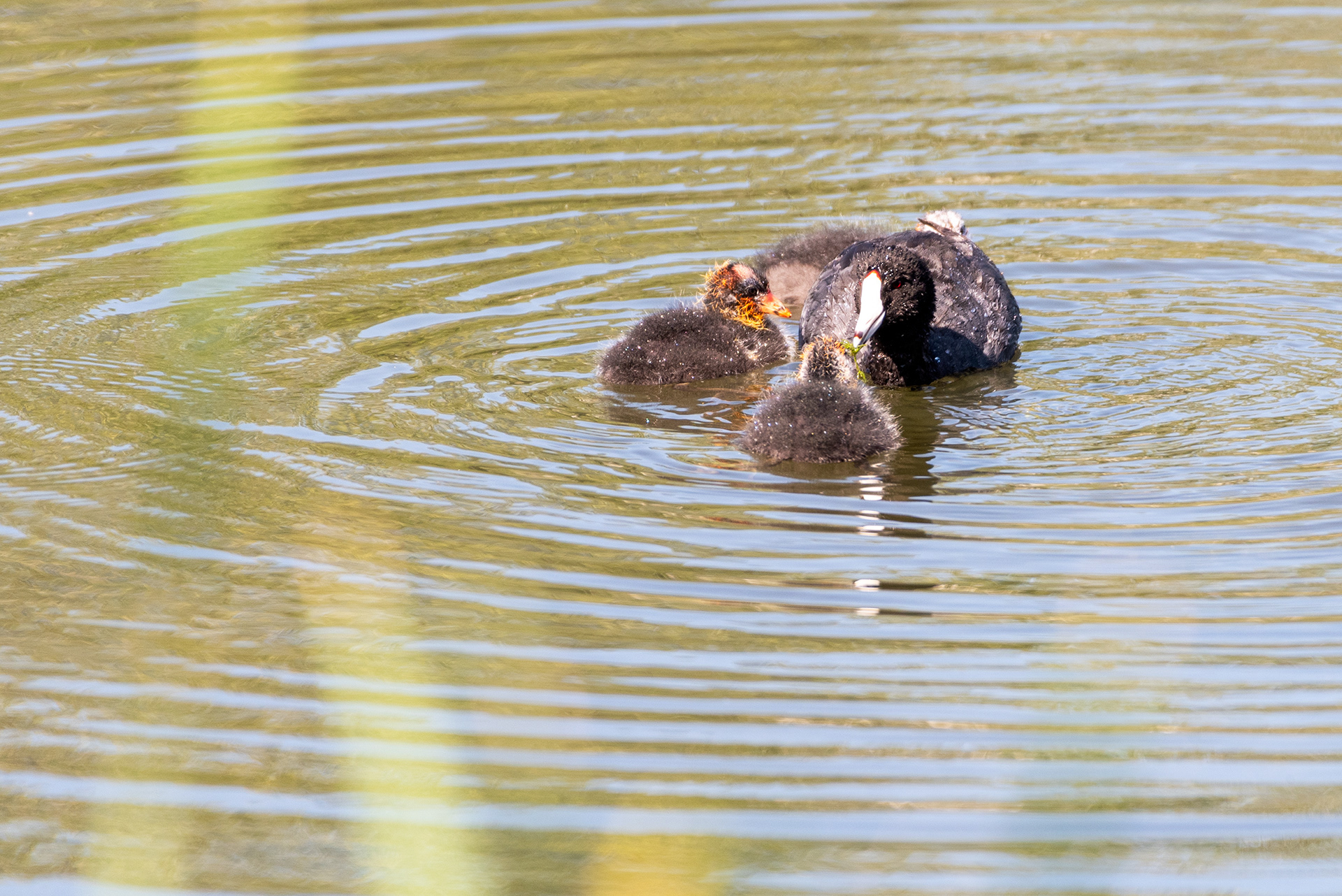 American Coot, chicks, Bridlewood Wetlands Park, Calgary, Alberta