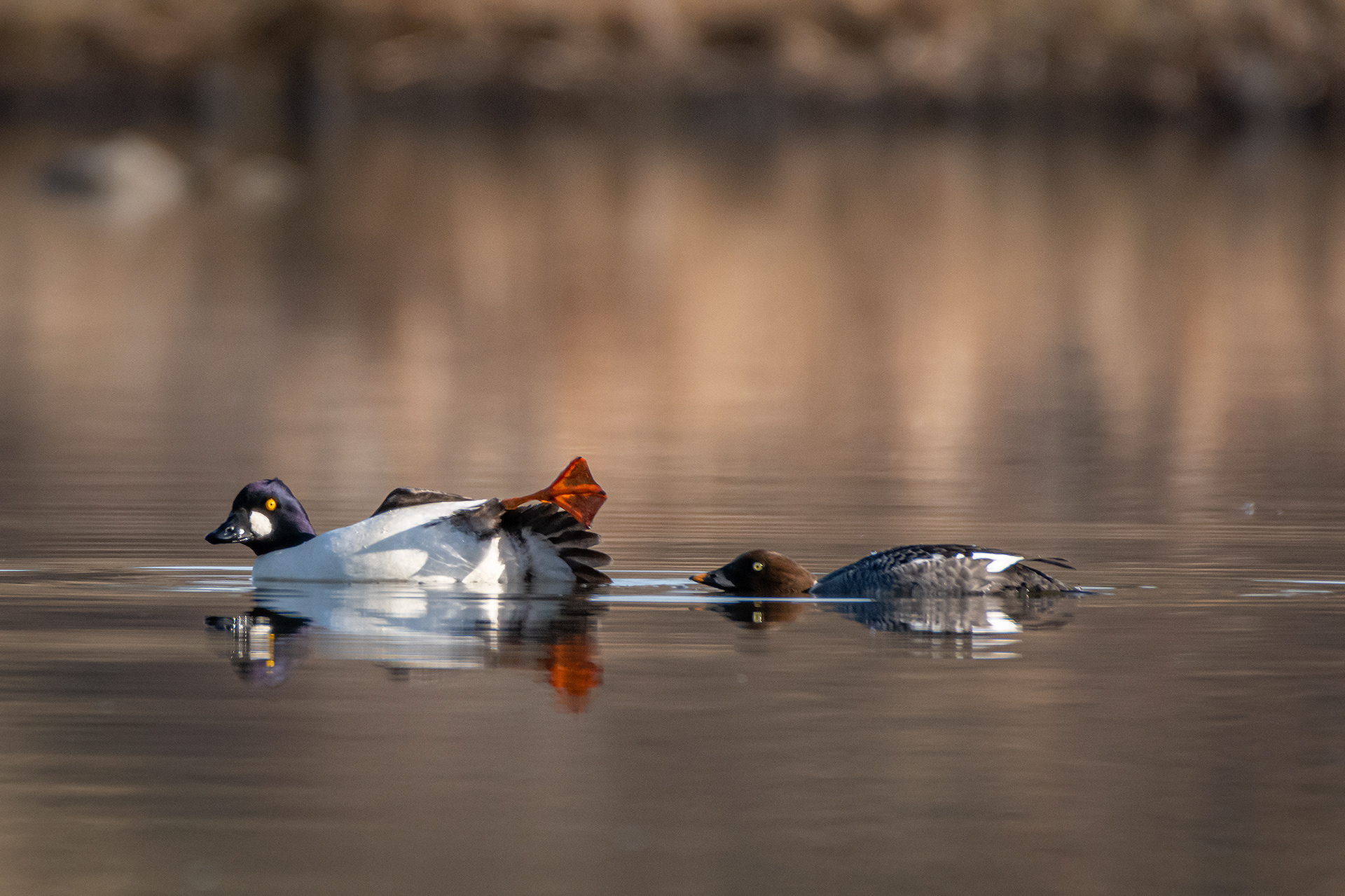 Common Goldeneye pair, Marshall Springs, Fish Creek Provincial Park, Calgary, AB