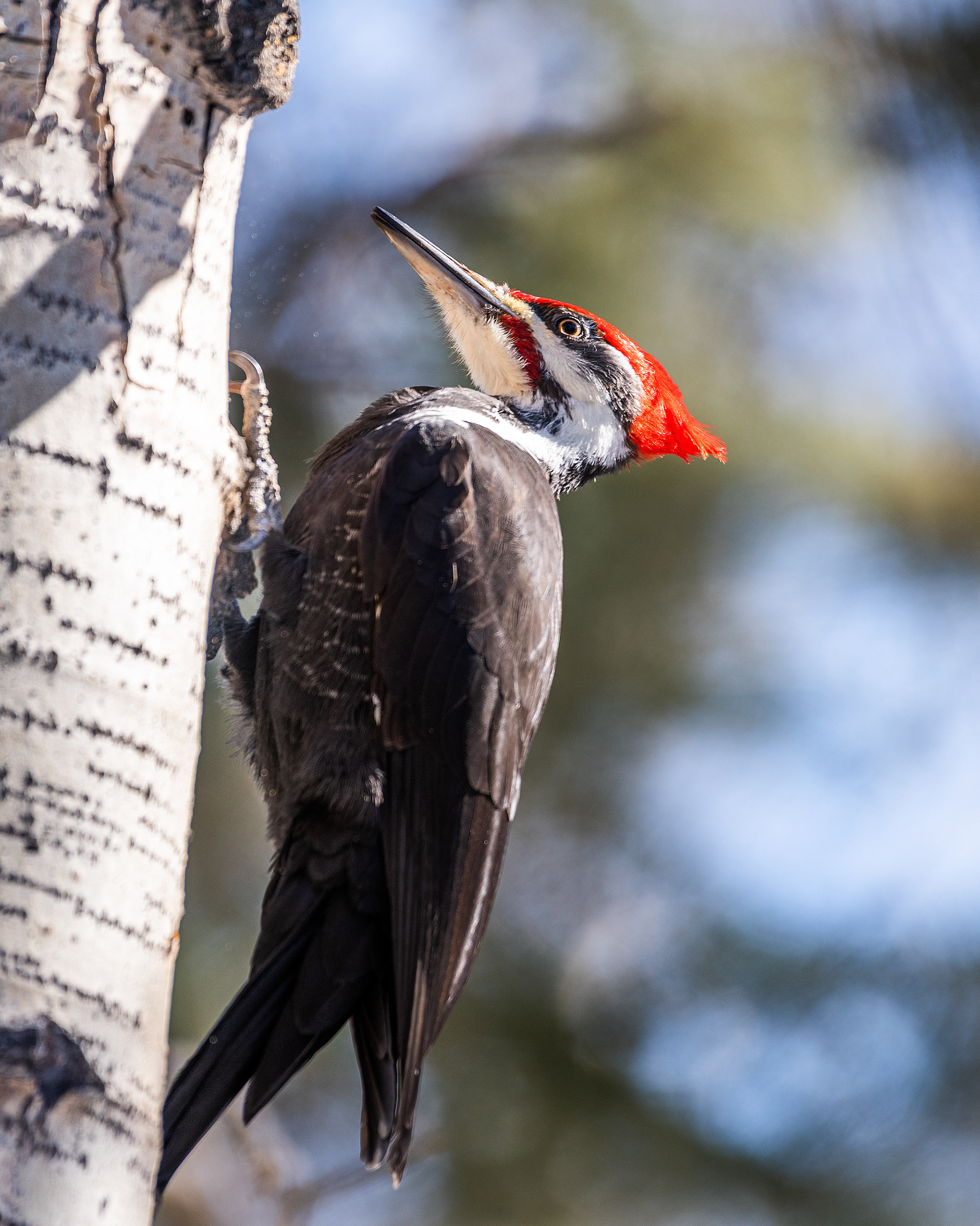 Pileated Woodpecker (male) near Marshall Springs in Fish Creek Provincial Park