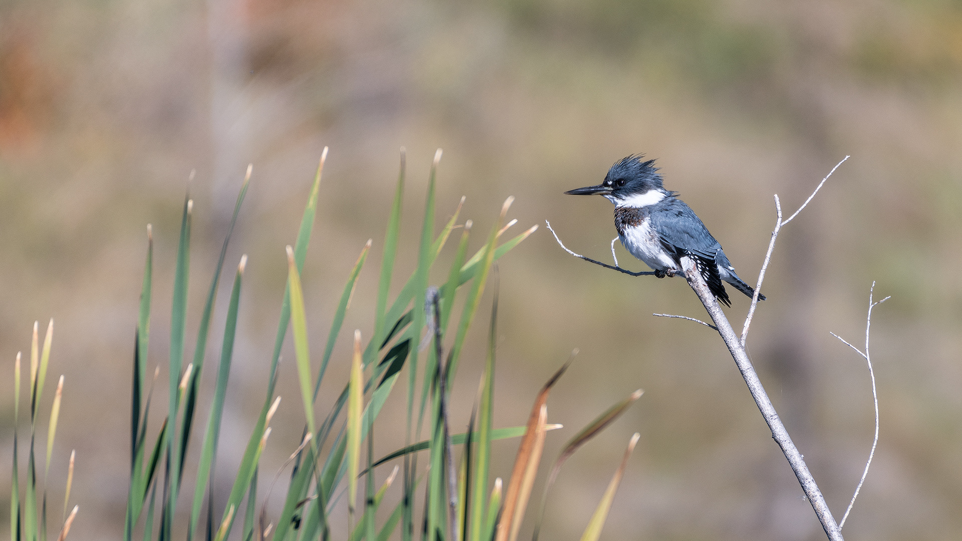 Belted Kingfisher, Marshall Springs - Fish Creek Prov. Park, Calgary, AB