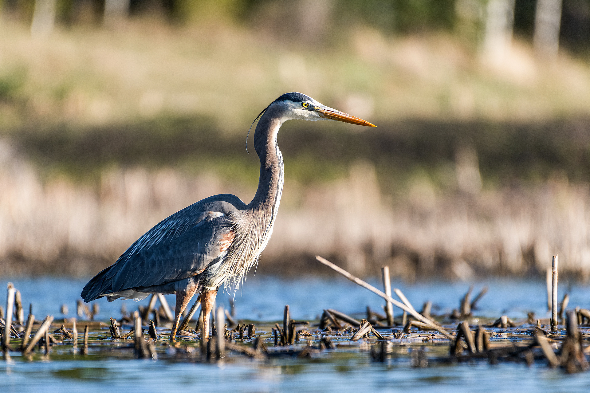 Great Blue Heron at the Marshall Springs ponds in Fish Creek Provincial Park