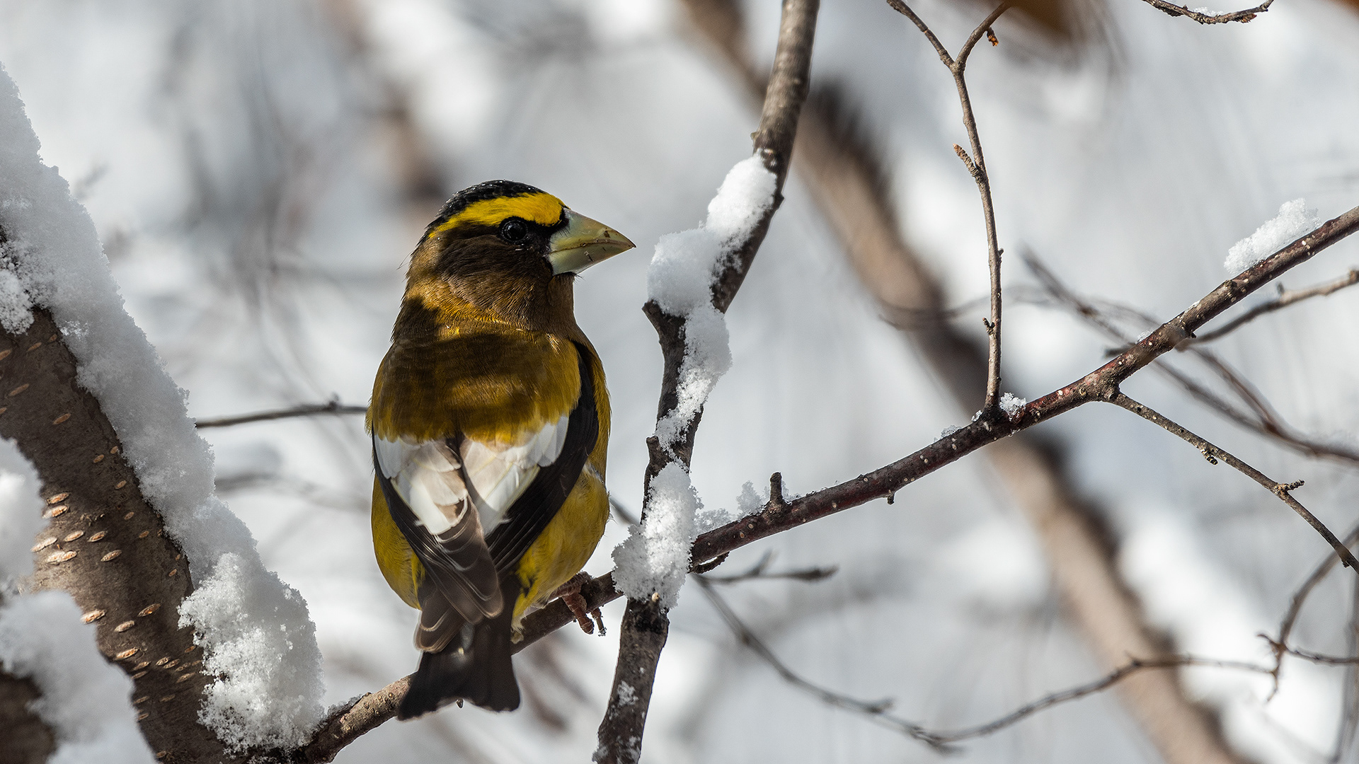 Evening Grosbeak, Weaselhead Flats, Calgary, AB