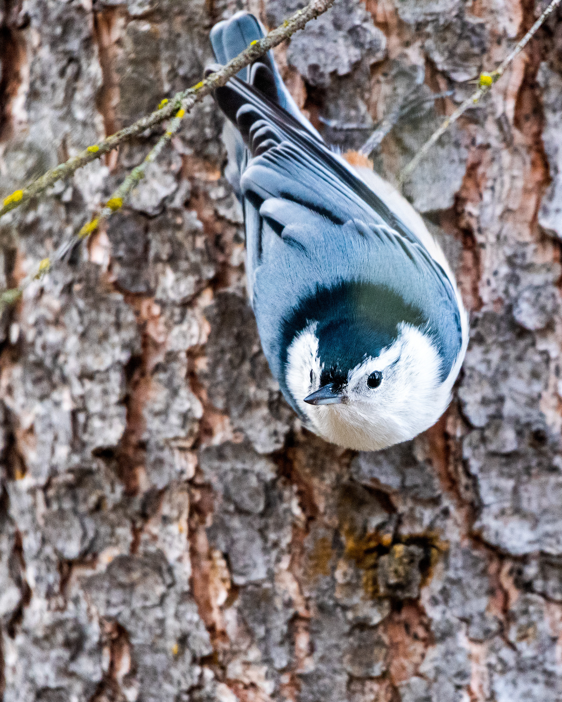 White-breasted Nuthatch near the Marshall Springs ponds in Fish Creek Provincial Park