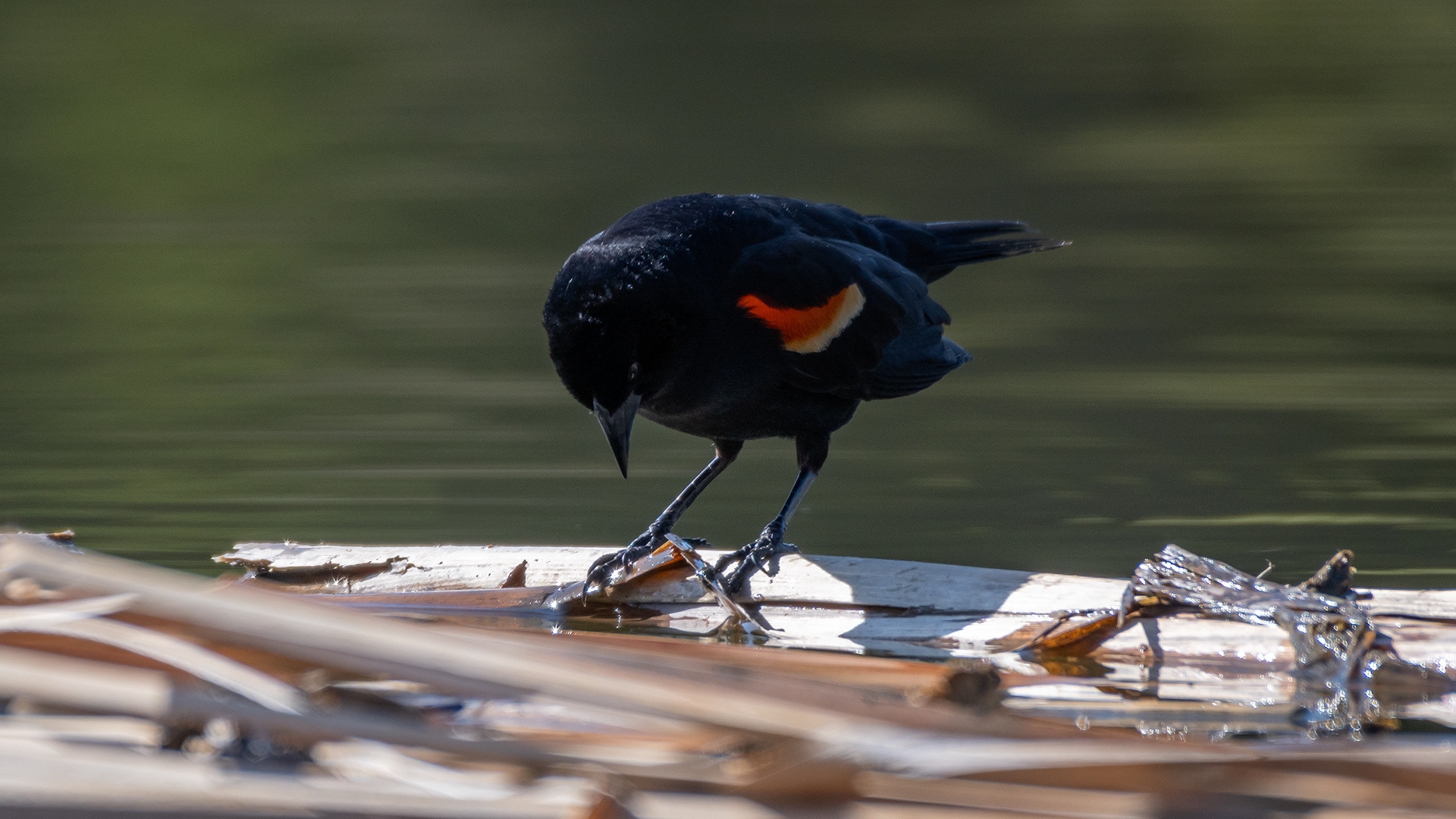 Red-winged Blackbird (male), Marshall Springs ponds, Fish Creek Provincial Park, Calgary, AB