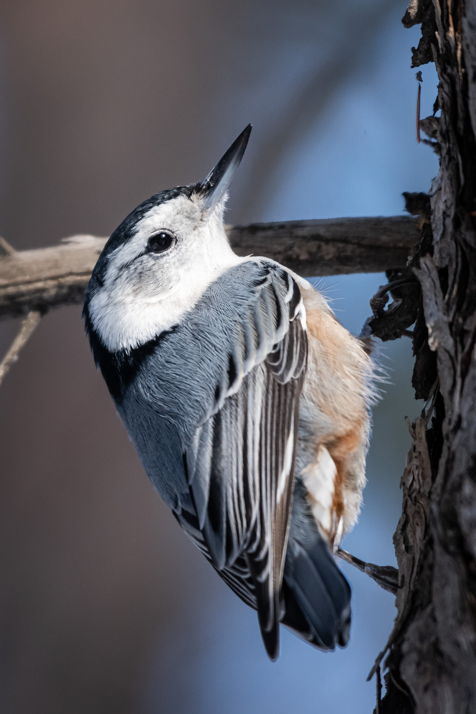 White-breasted Nuthatch, near the Marshall Springs area of Fish Creek Provincial Park, Calgary, AB