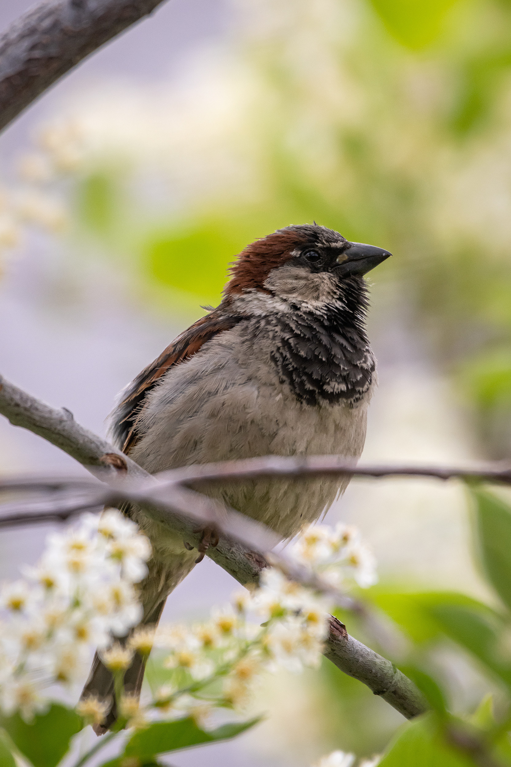House Sparrow (male), Bridlewood, Calgary, AB