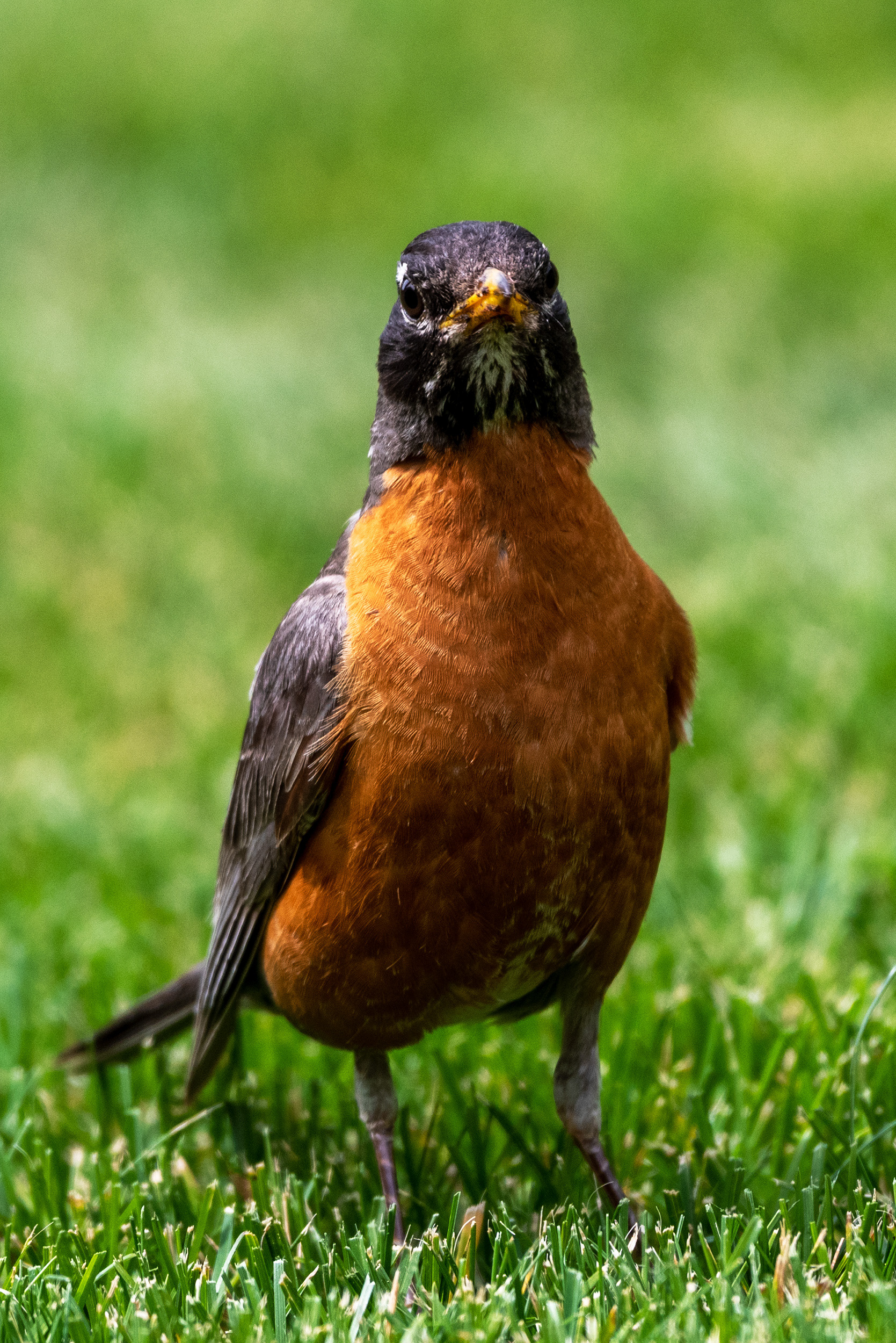 American Robin looking all business like in the back yard