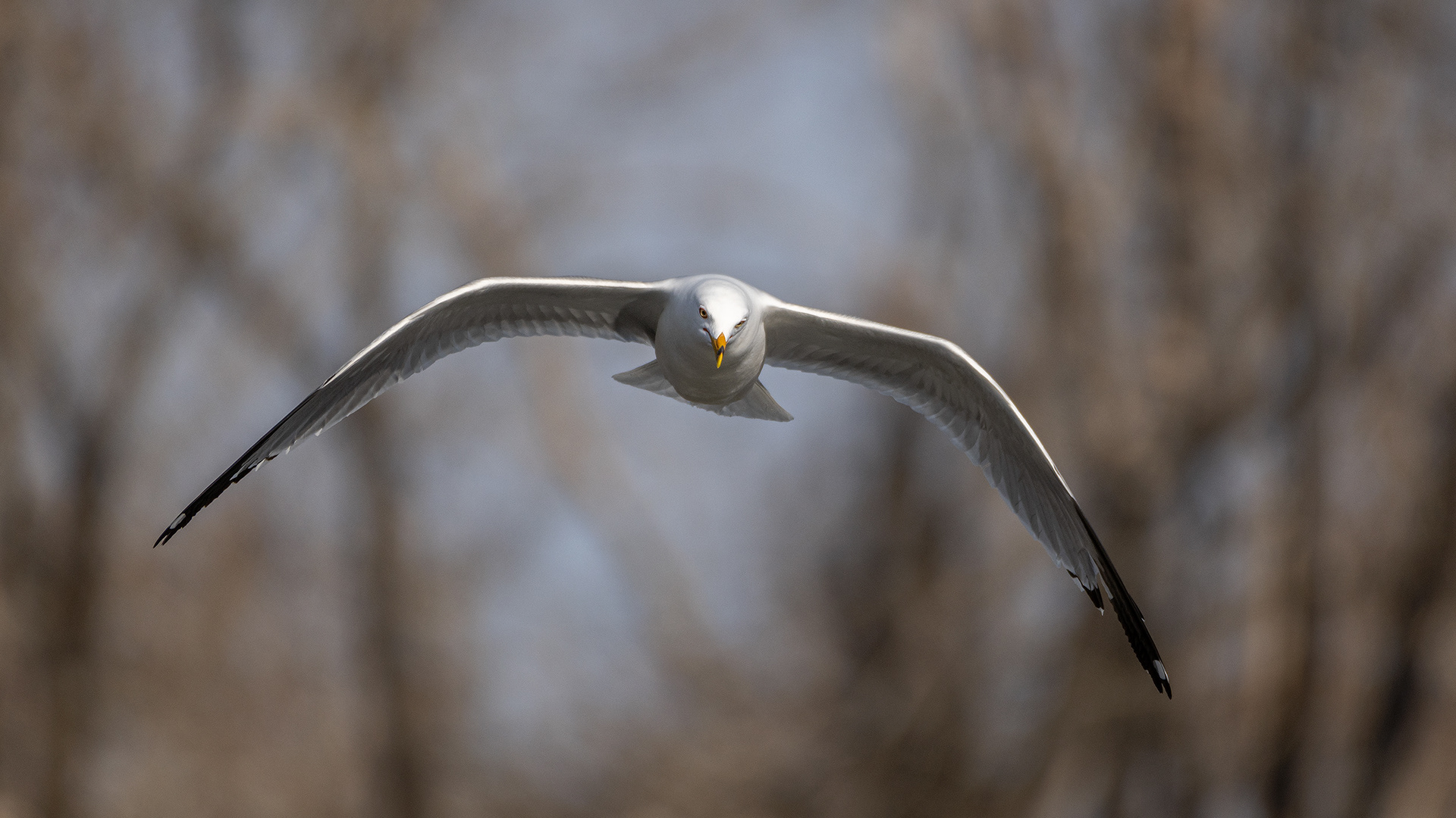 Ring-billed Gull (in flight), near the Harvie Passage of the Bow River, Pearce Estate Park, Calgary, AB