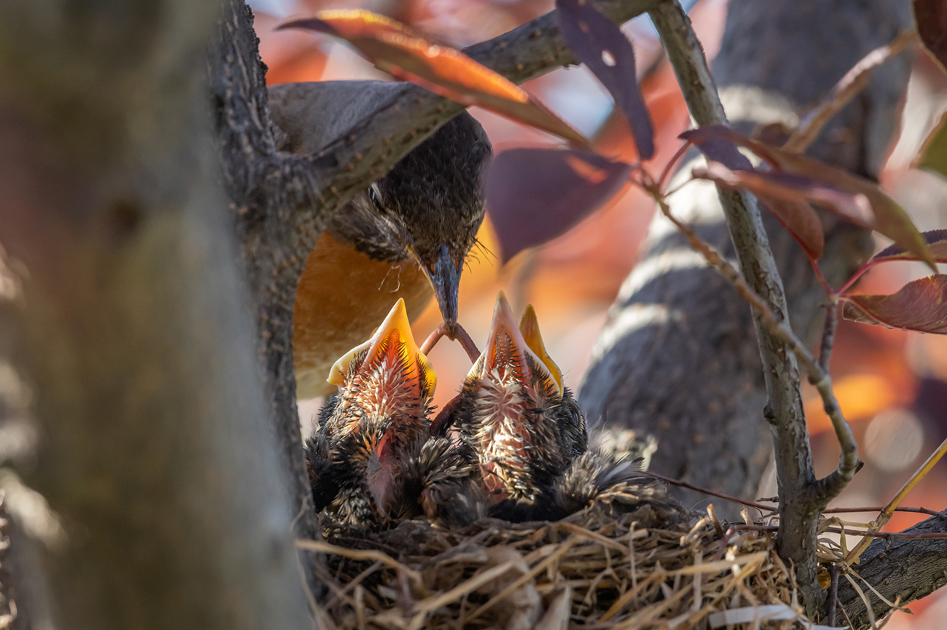 American Robin hatchlings being fed, Bridlewood, Calgary, AB