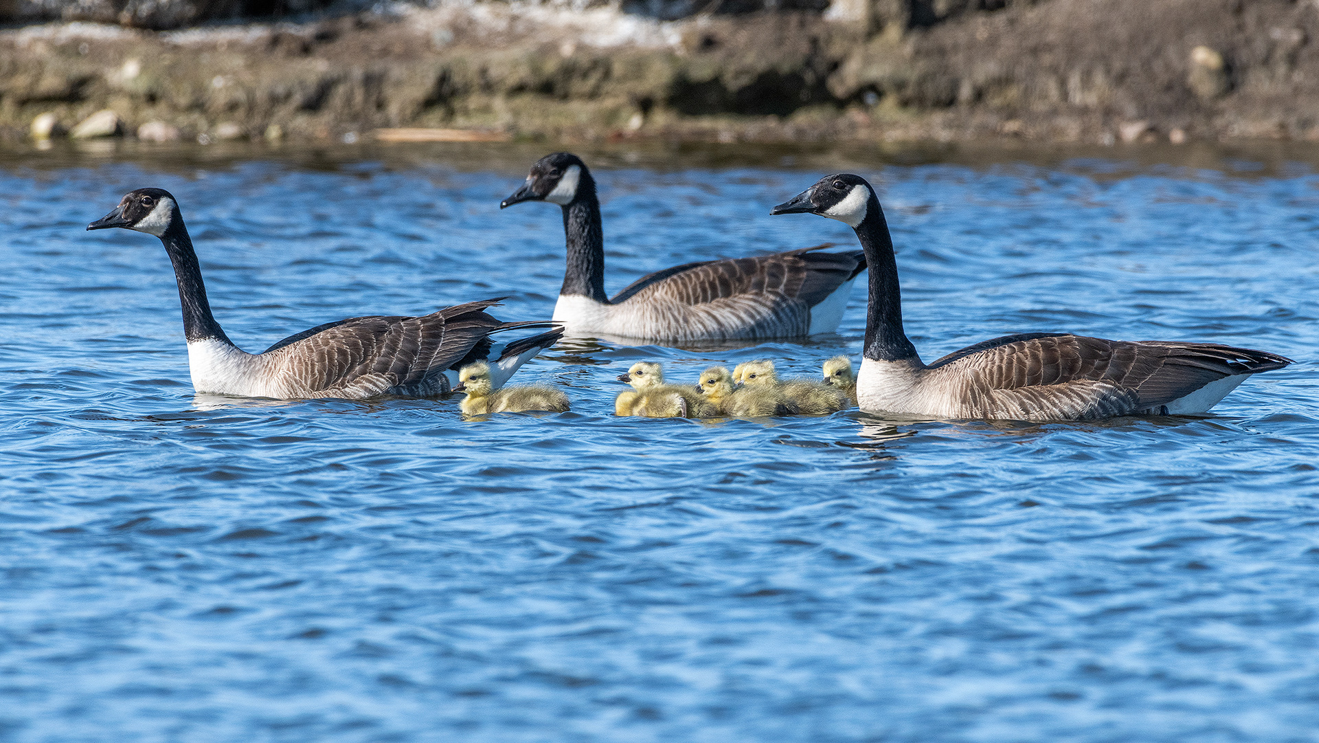 Canada Geese with goslings, Frank Lake, Alberta