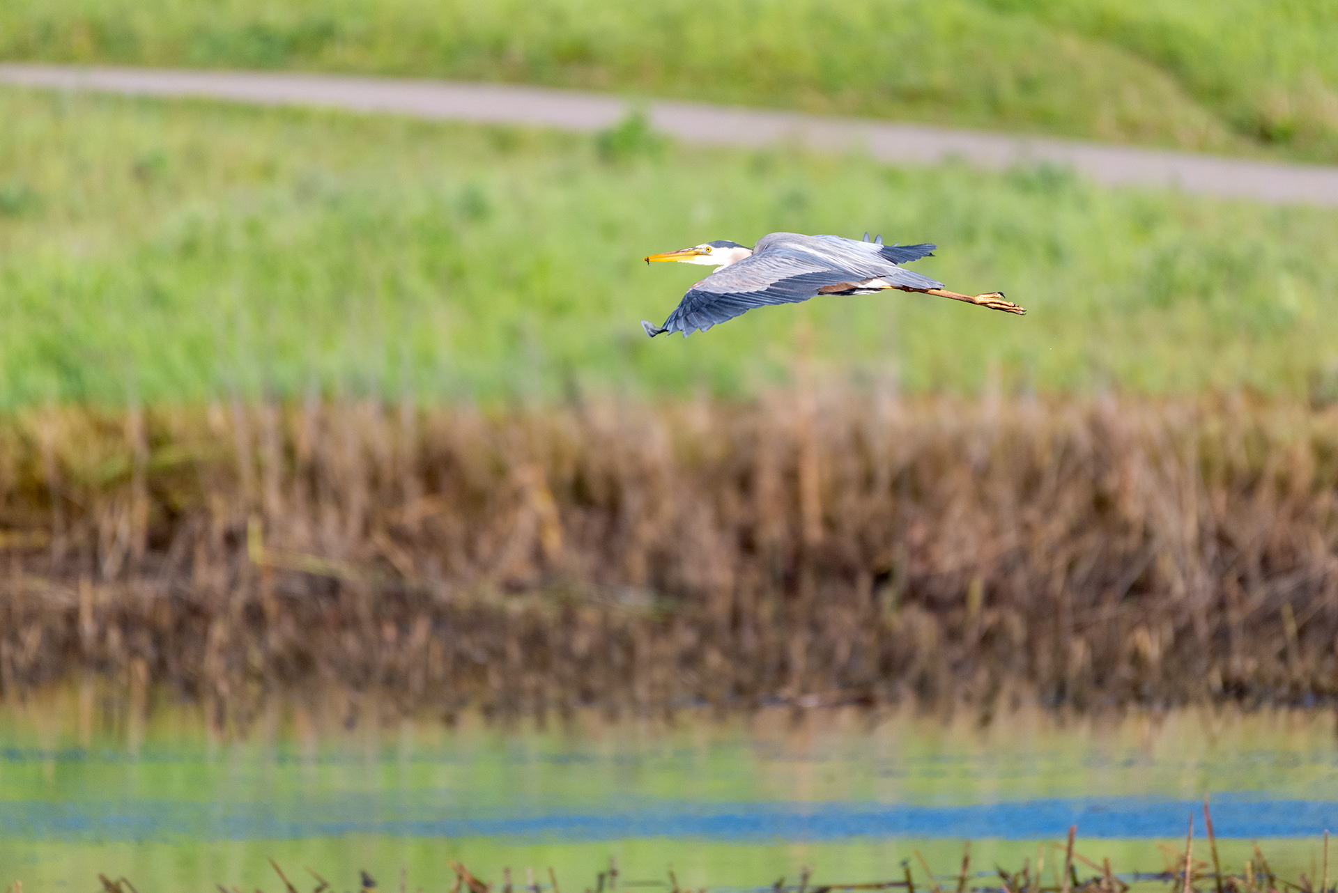 Great Blue Heron (in flight, side view)