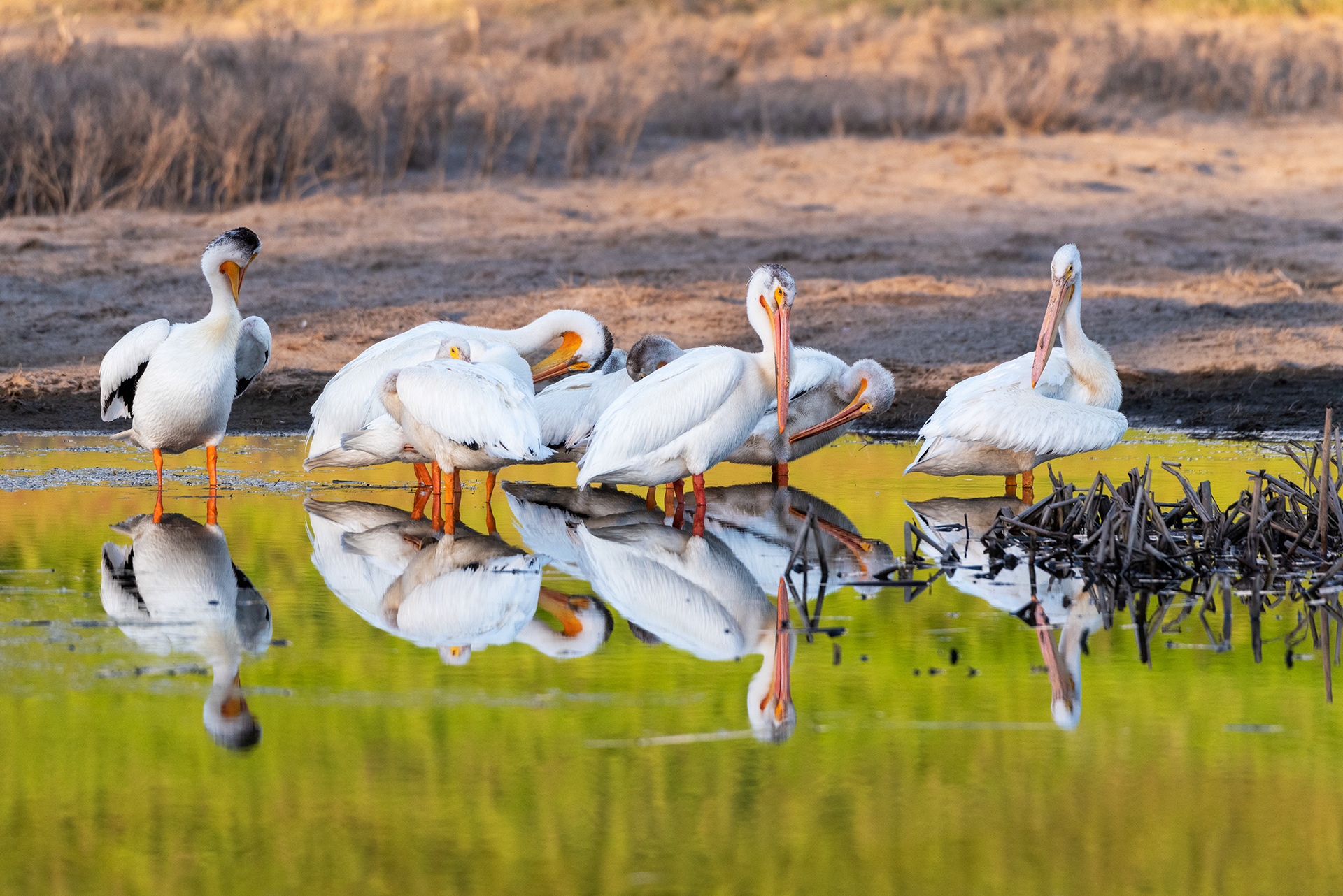American White Pelicans grooming
