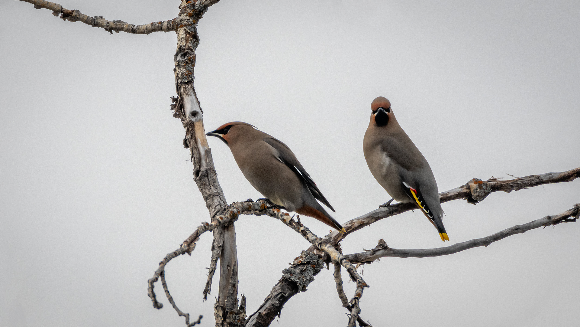 Bohemian Waxwings, near the Marshall Springs area of Fish Creek Provincial Park, Calgary, AB