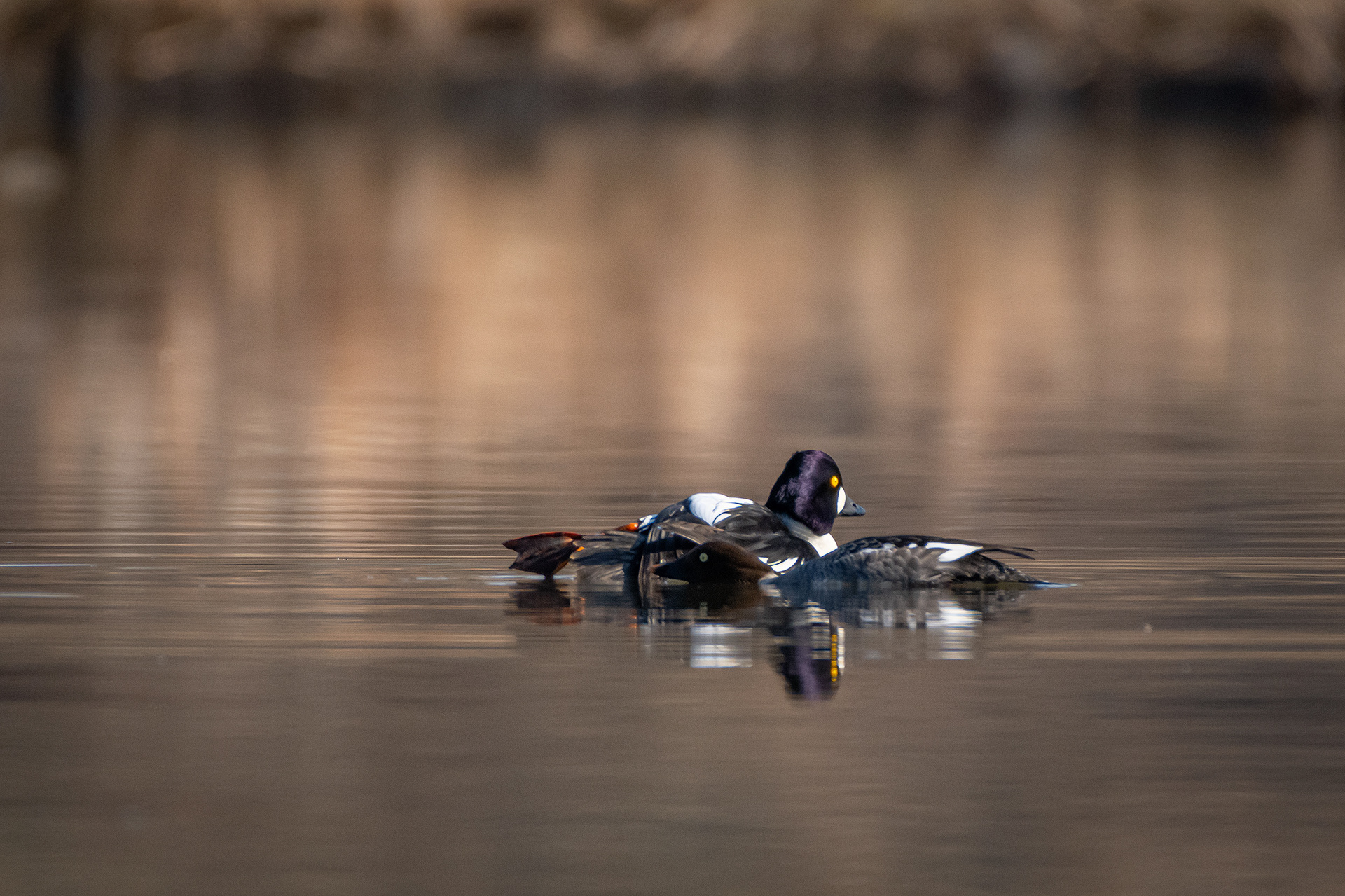 Common Goldeneye pair, Marshall Springs, Fish Creek Provincial Park, Calgary, AB