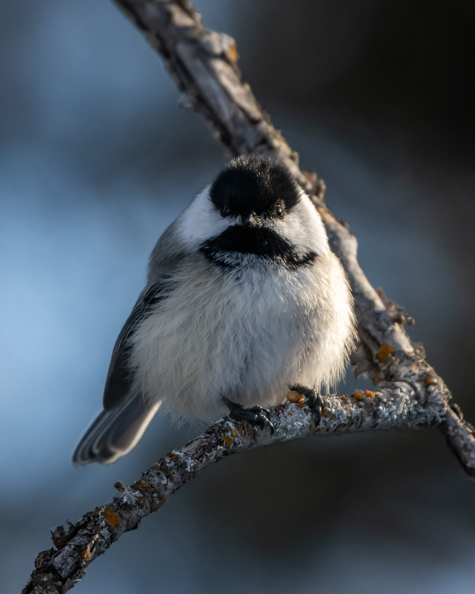 Black-capped Chickadee, near the Marshall Springs area of Fish Creek Provincial Park, Calgary, AB