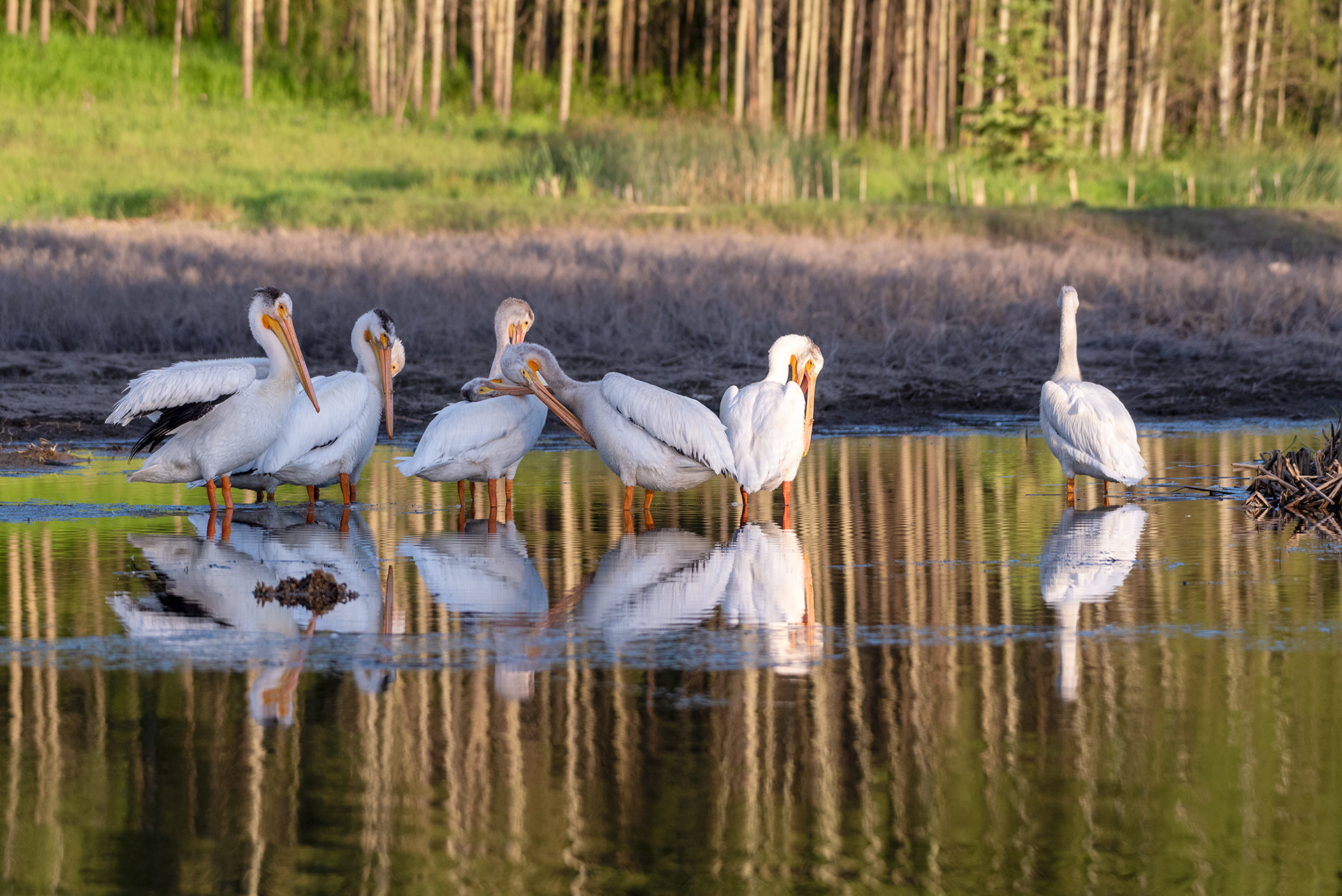 American White Pelicans grooming