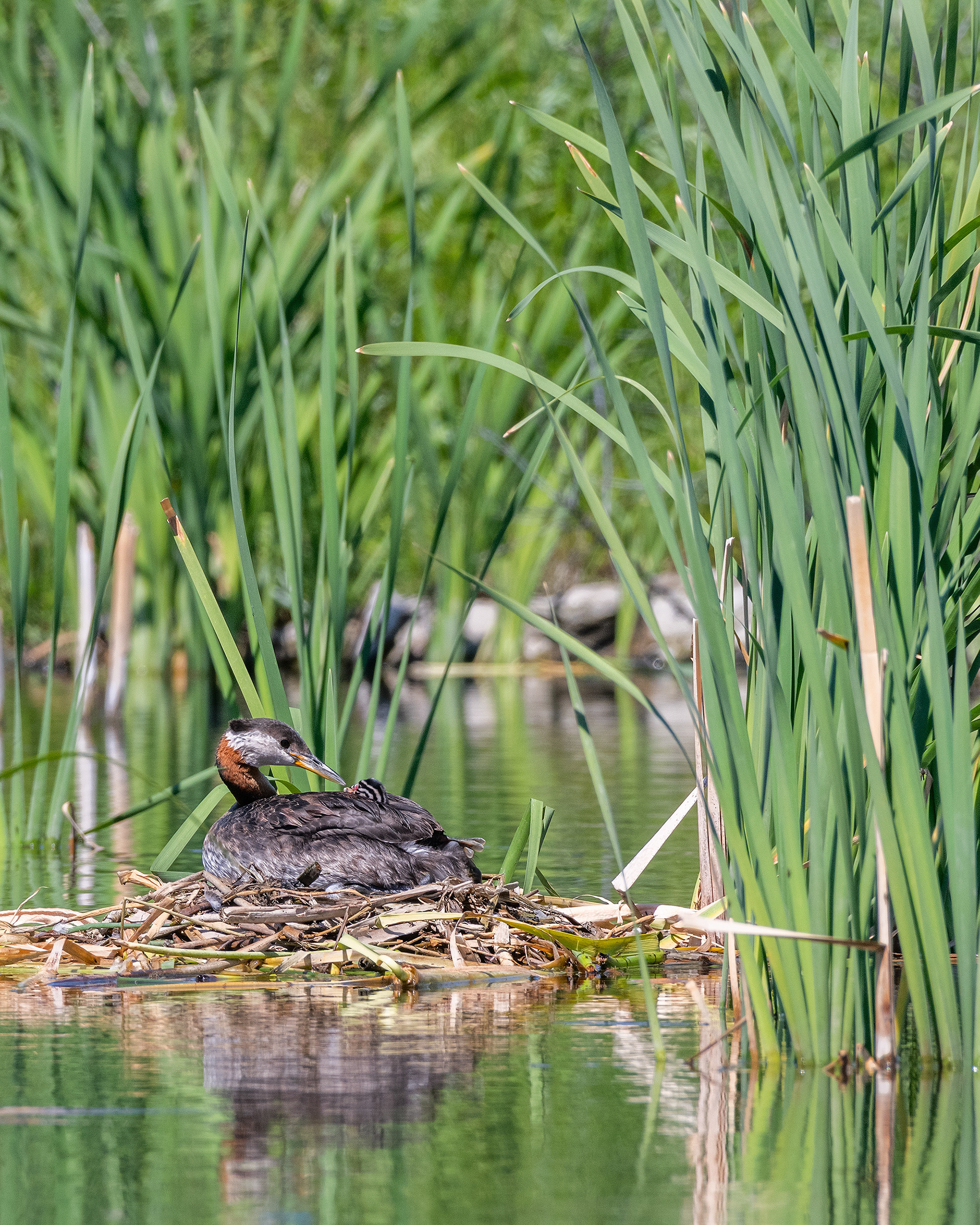 Red-necked Grebe (female) on her nest interacting with one of her chicks, Marshall Springs - Fish Creek Prov. Park, Calgary, AB