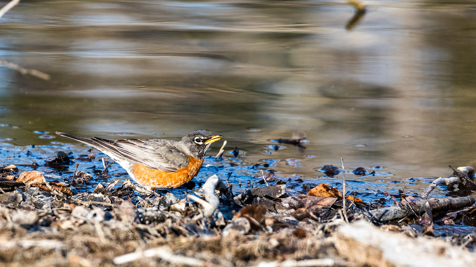 American Robin at the Inglewood Bird Sanctuary & Nature Centre, Calgary, Alberta