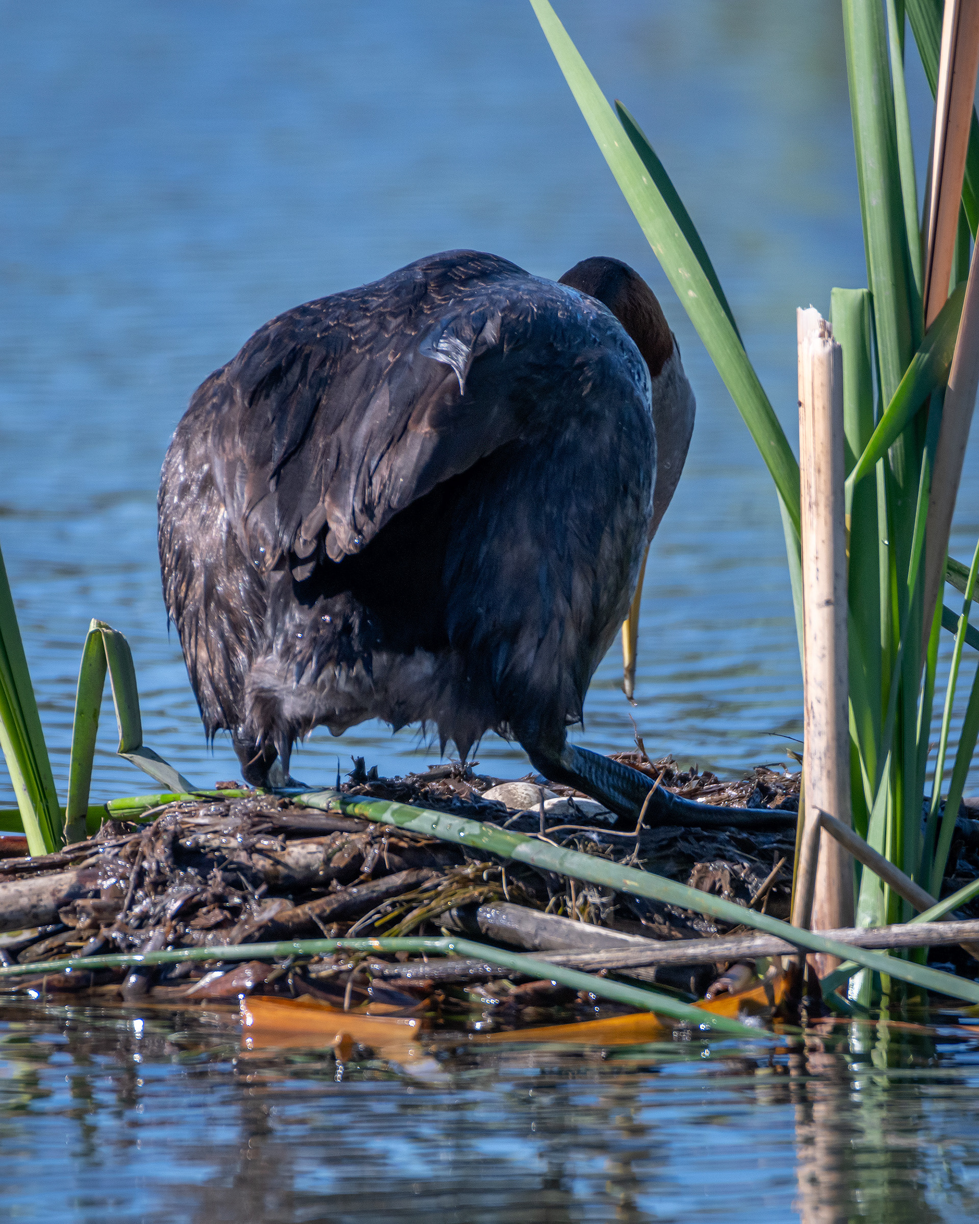Red-necked Grebe, Marshall Springs ponds, Fish Creek Provincial Park, Calgary, AB