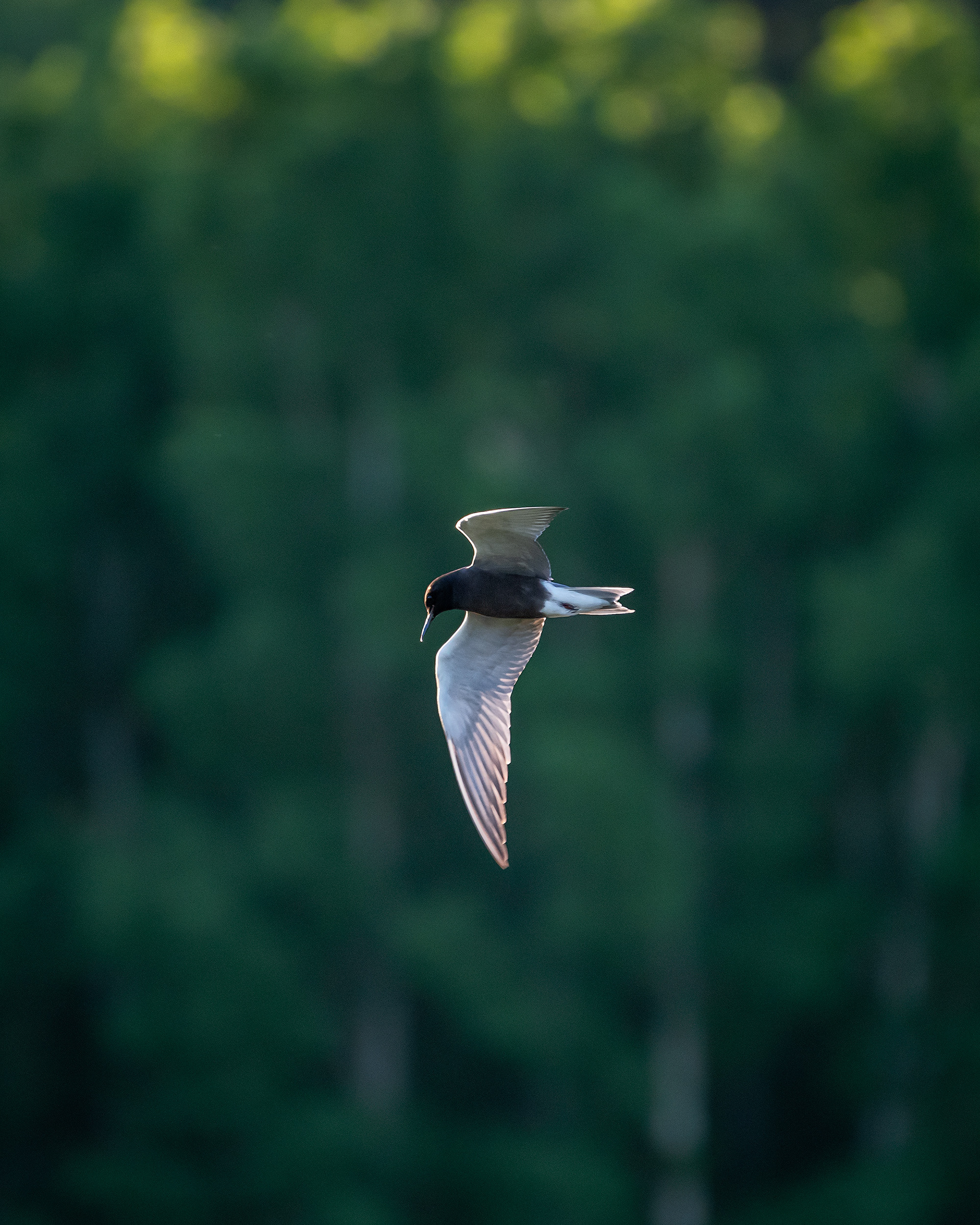 Black Tern (in flight), Marshall Springs ponds, Fish Creek Provincial Park, Calgary, AB