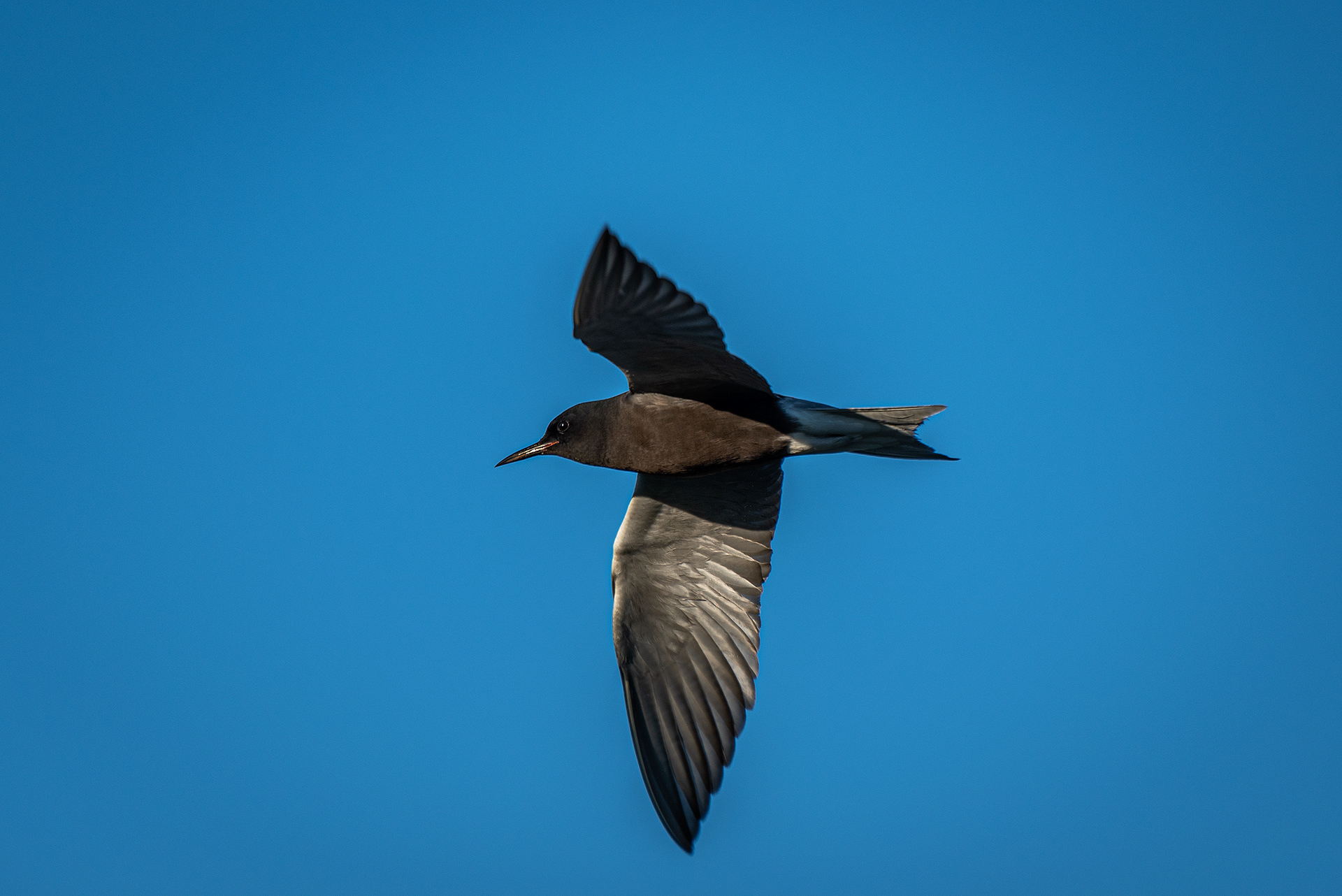 Black Tern (in flight), Marshall Springs ponds, Fish Creek Provincial Park, Calgary, AB