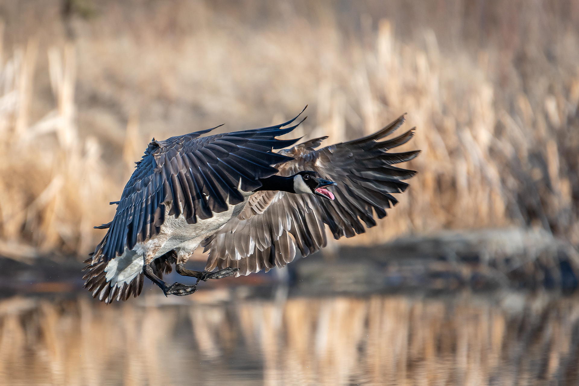 Canada Goose (in flight), Marshall Springs, Fish Creek Provincial Park, Calgary, AB