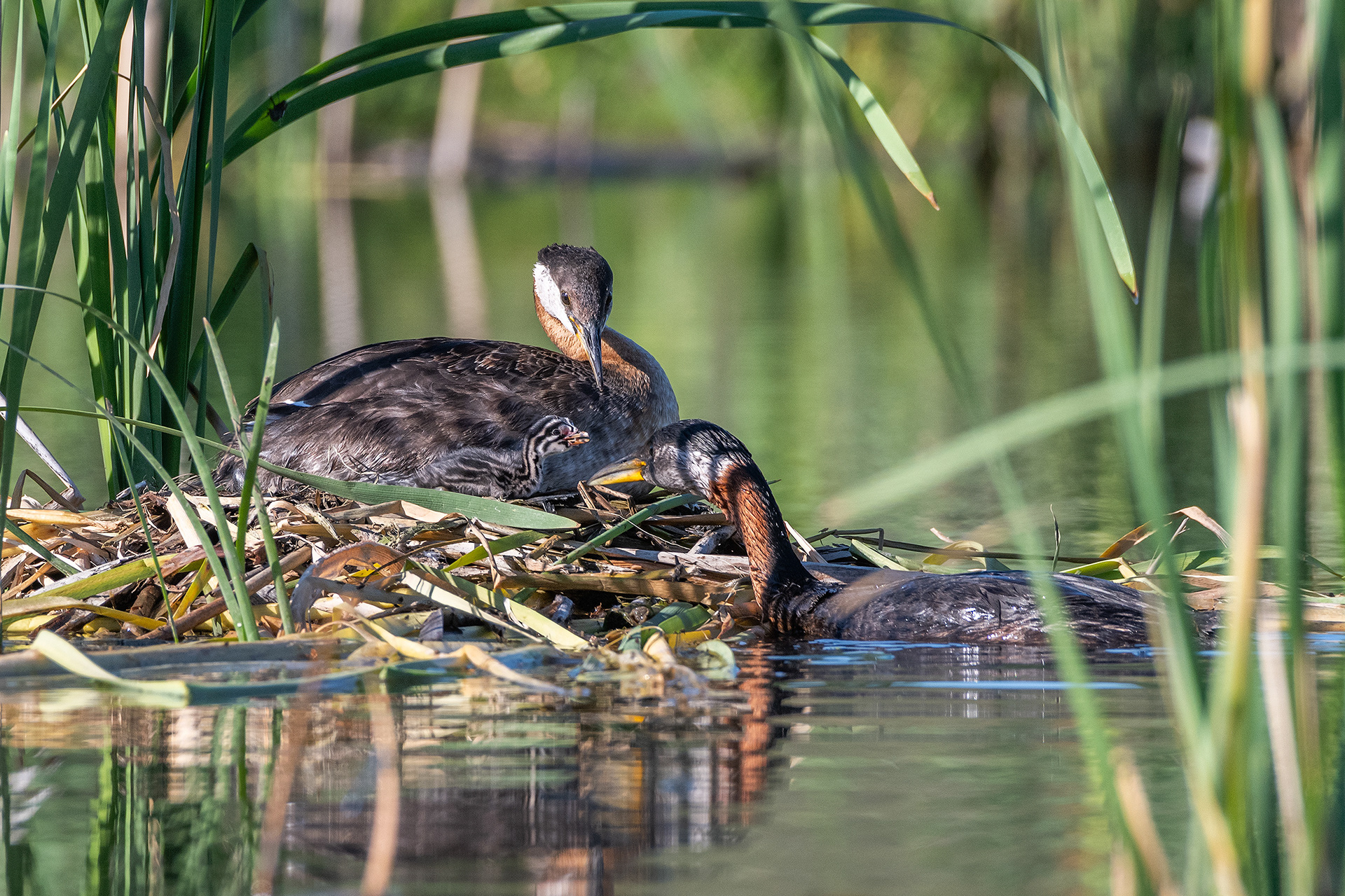 Red-necked Grebe pair at their nest with their one day old chick, Marshall Springs - Fish Creek Prov. Park, Calgary, AB