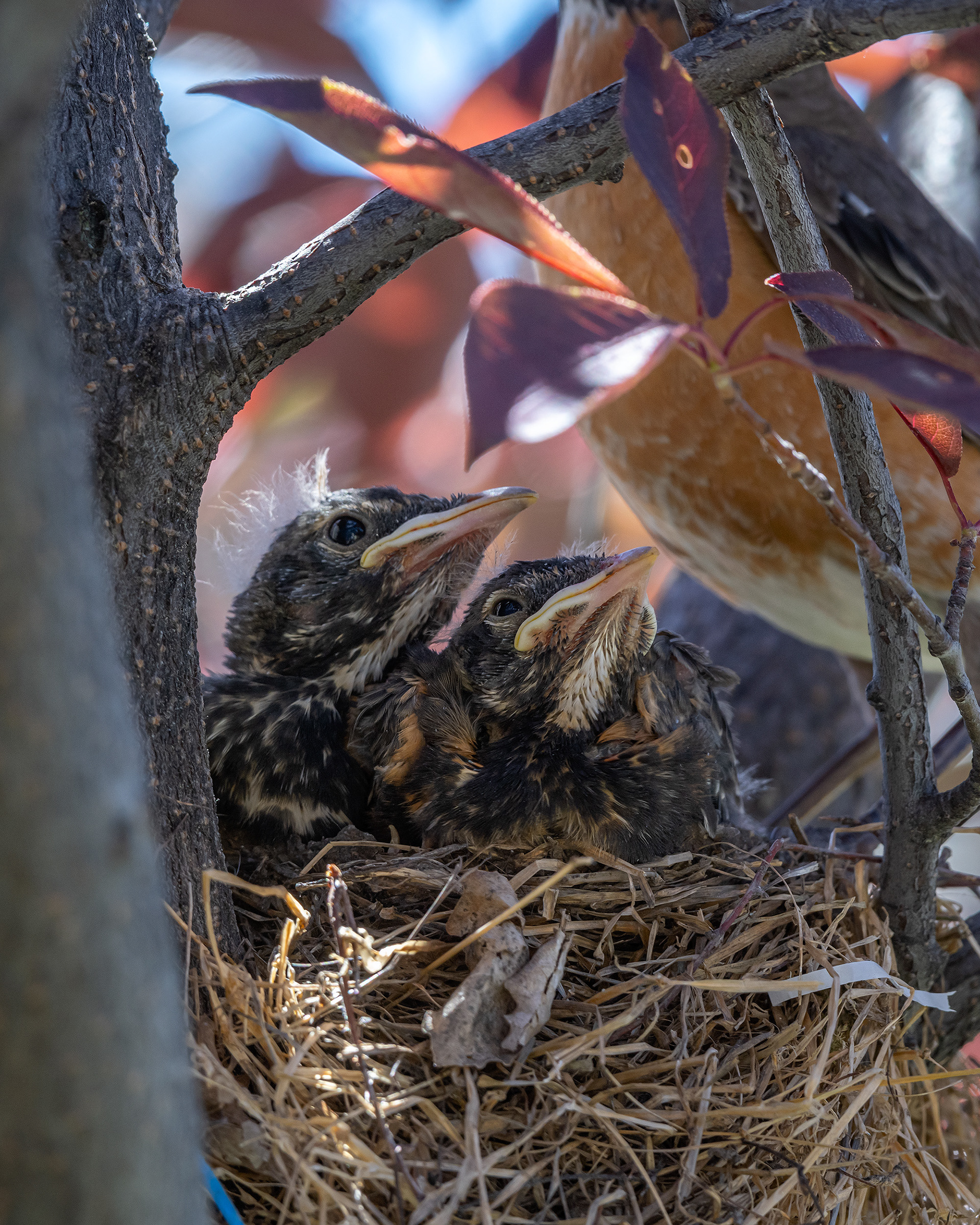 American Robin hatchlings, Bridlewood, Calgary, AB
