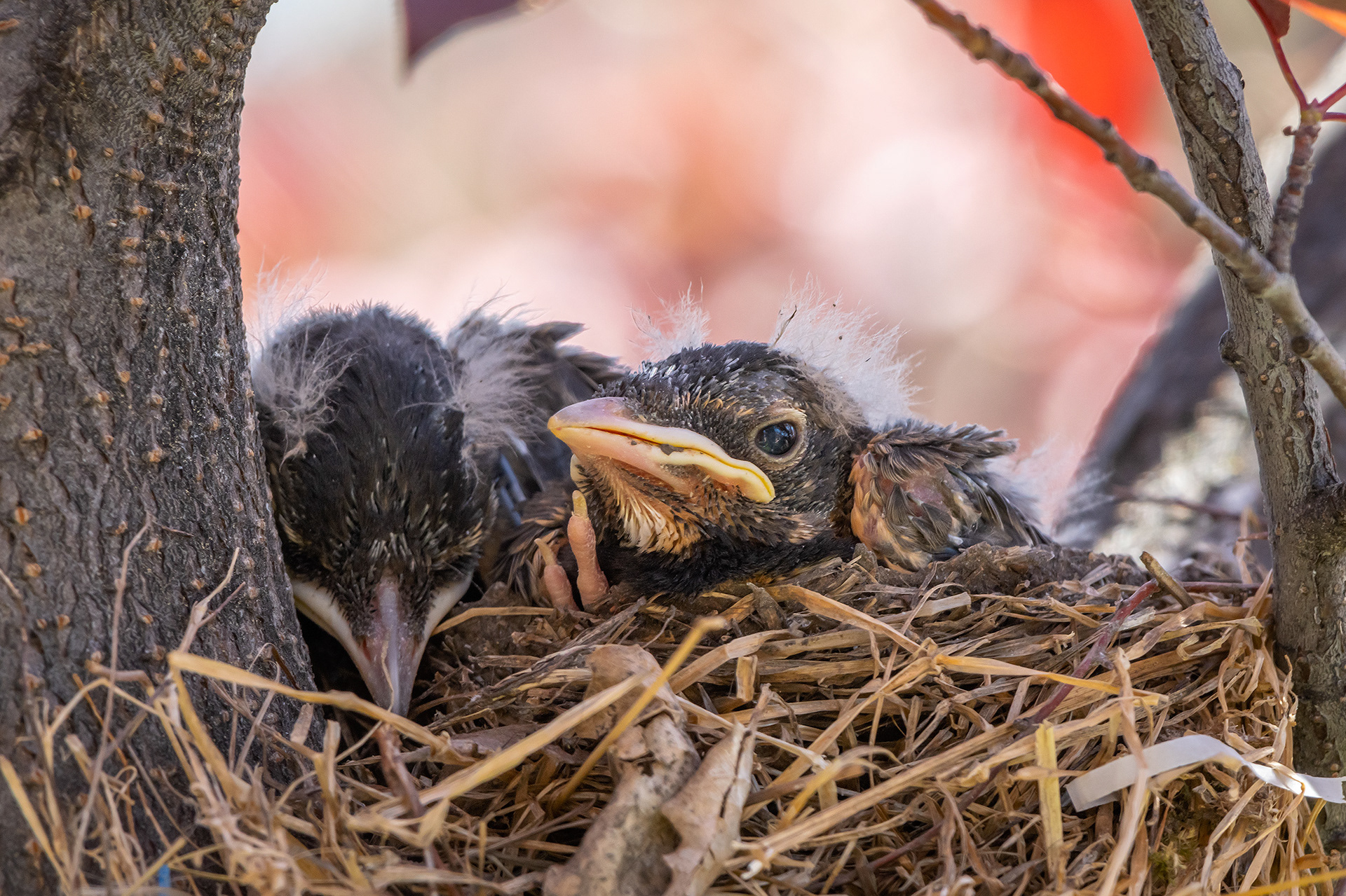 American Robin hatchlings, Bridlewood, Calgary, AB