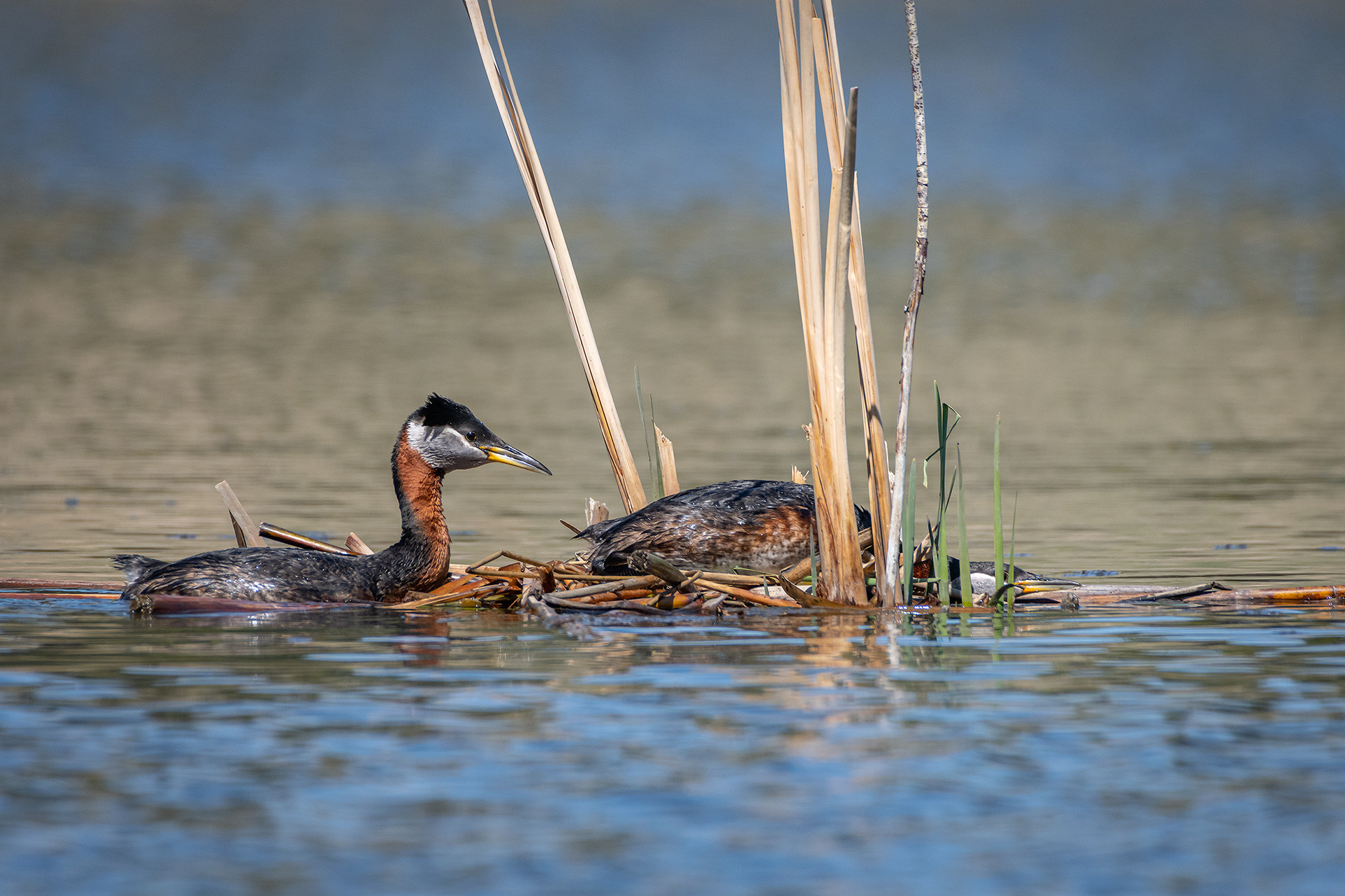 Red-necked Grebe pair, Marshall Springs ponds - Fish Creek Prov. Park, Calgary, AB
