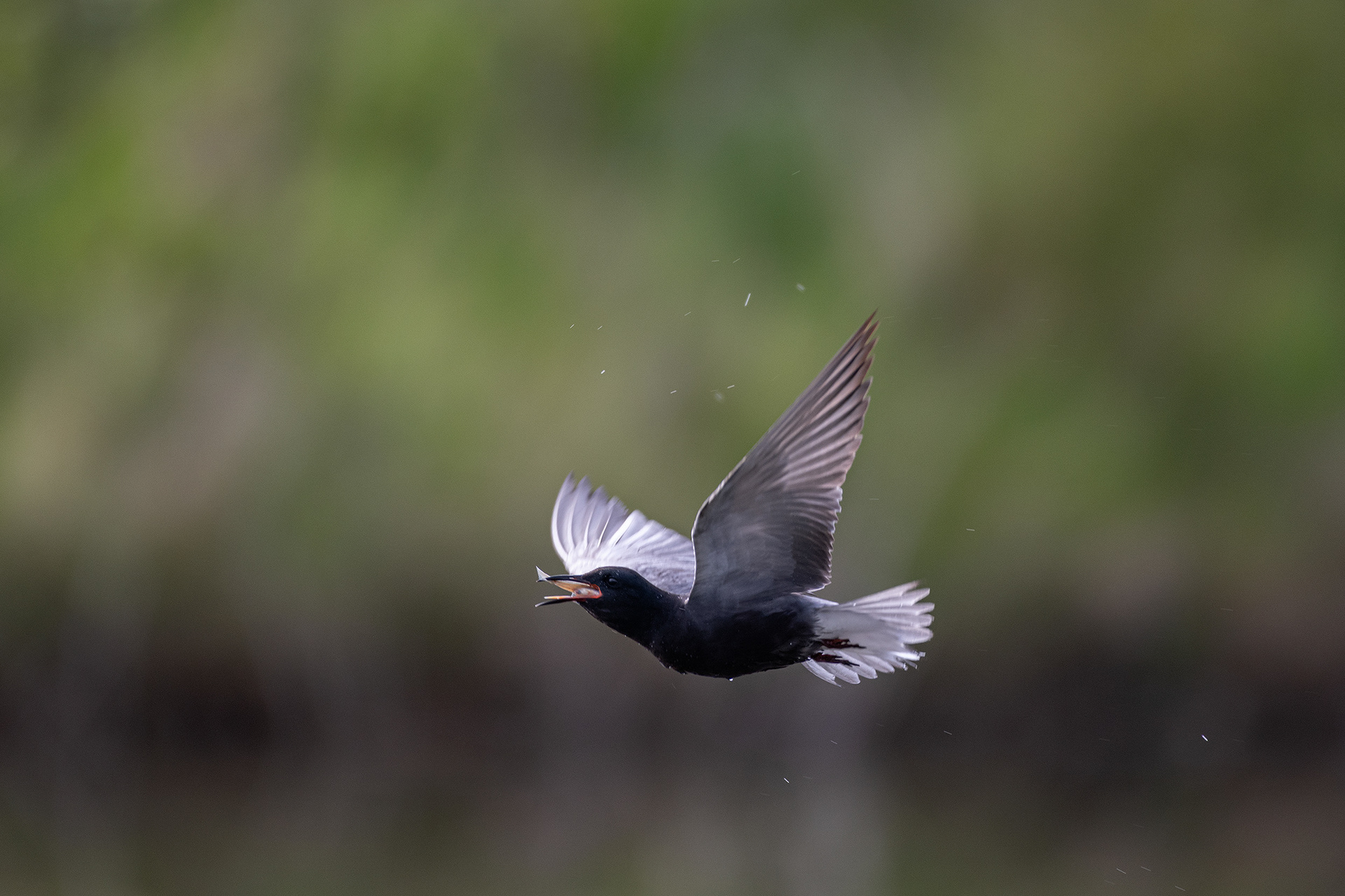 Black Tern (in flight) with a small fish, Marshall Springs ponds, Fish Creek Provincial Park, Calgary, AB