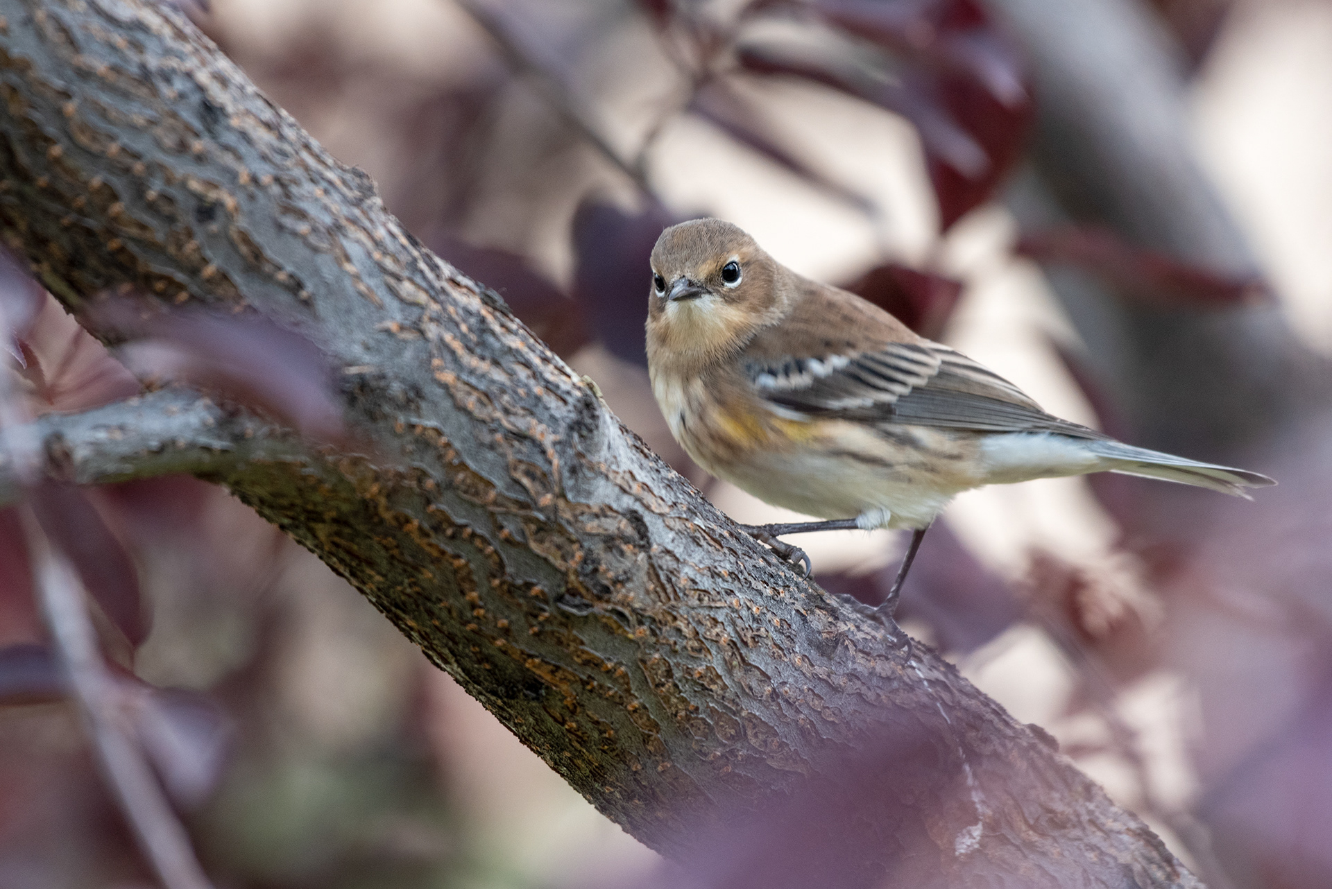 Bird (unknown type) in the front yard tree