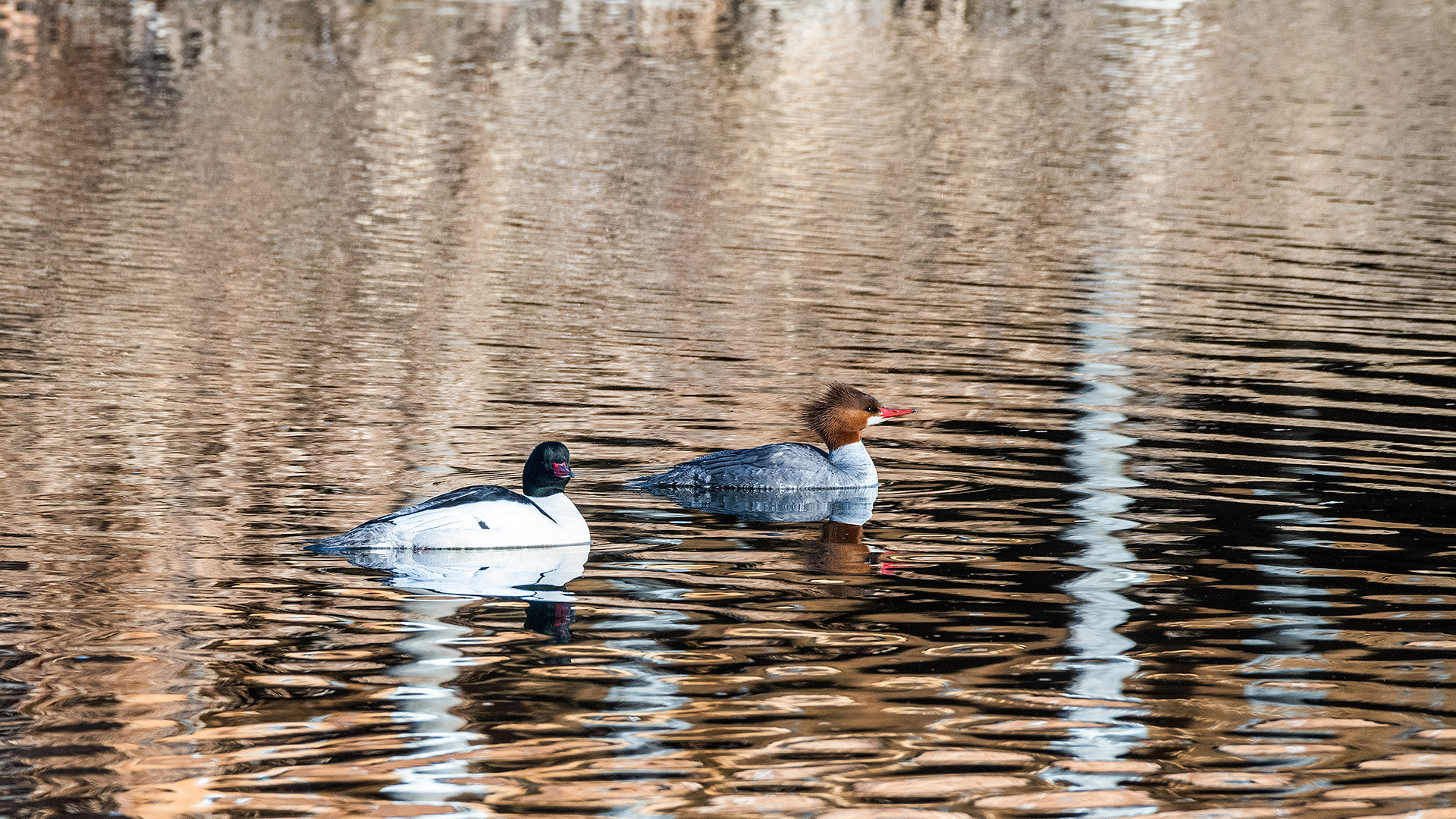 Common Merganser (female & male) pair at the Inglewood Bird Sanctuary & Nature Centre, Calgary, Alberta