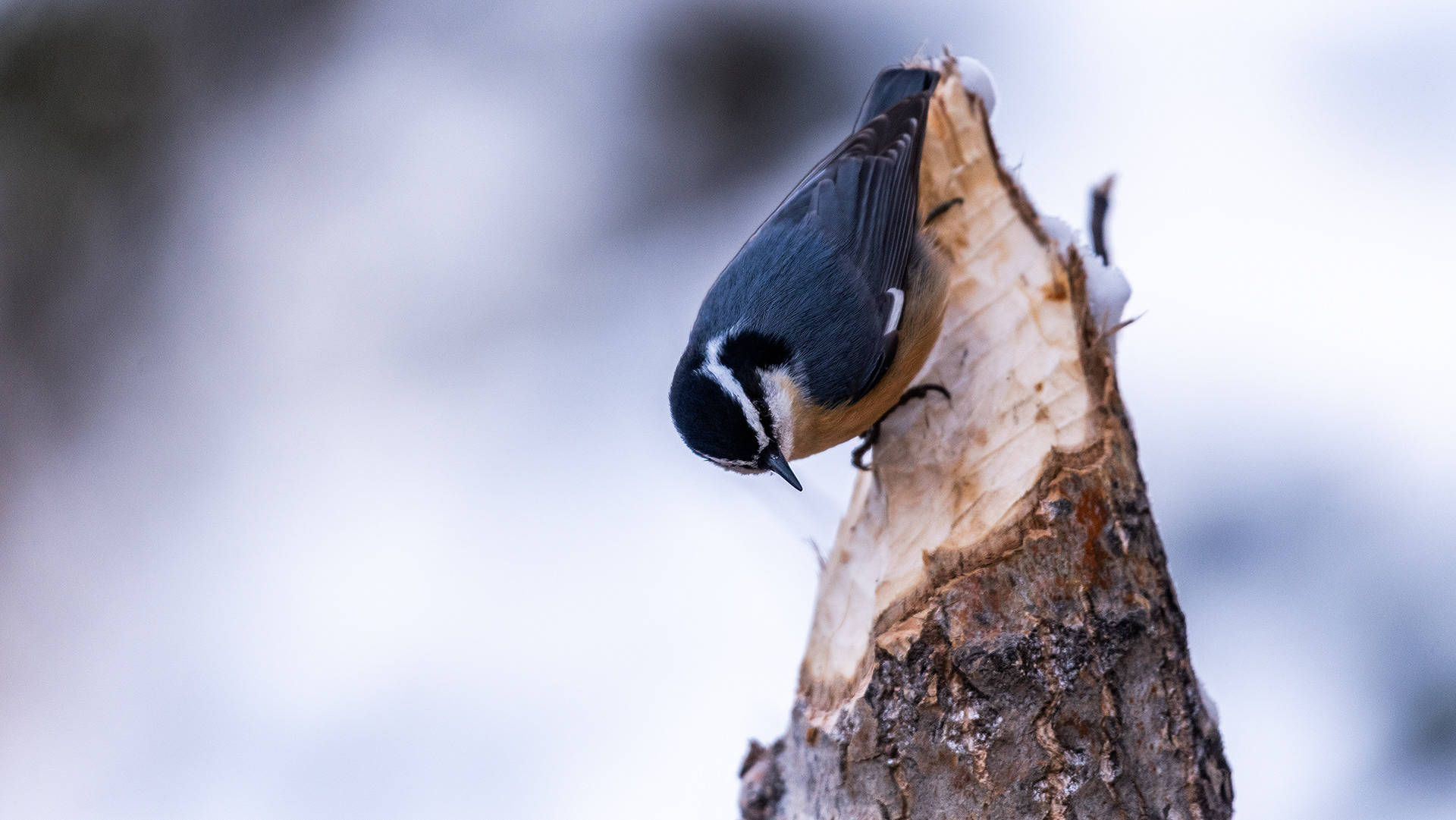 Red-breasted Nuthatch near Marshall Springs in Fish Creek Provincial Park