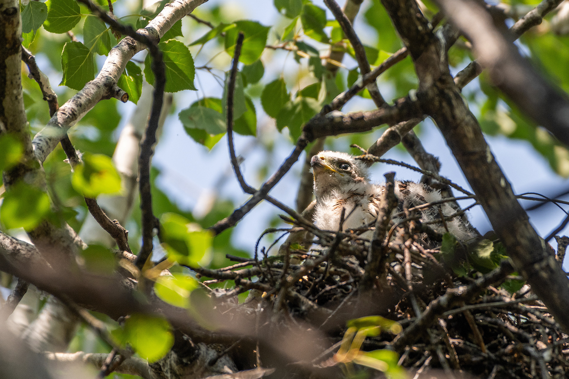 Cooper's Hawk (nestling), Marshall Springs - Fish Creek Prov. Park, Calgary, AB