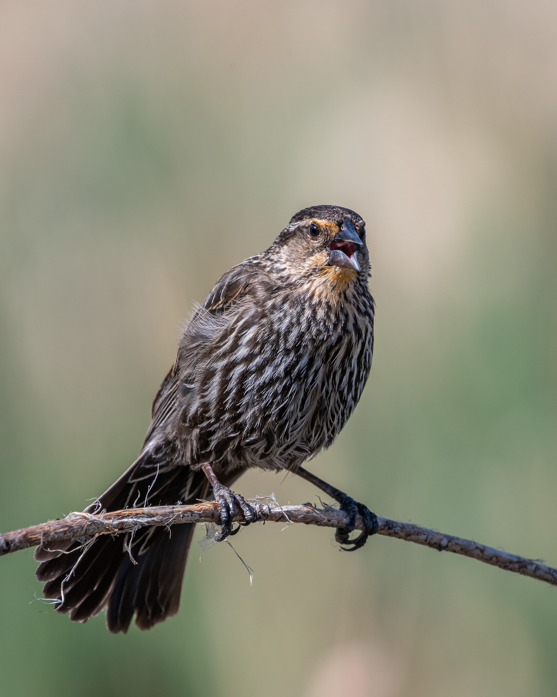 Red-winged Blackbird (female), Marshall Springs ponds, Fish Creek Provincial Park, Calgary, AB