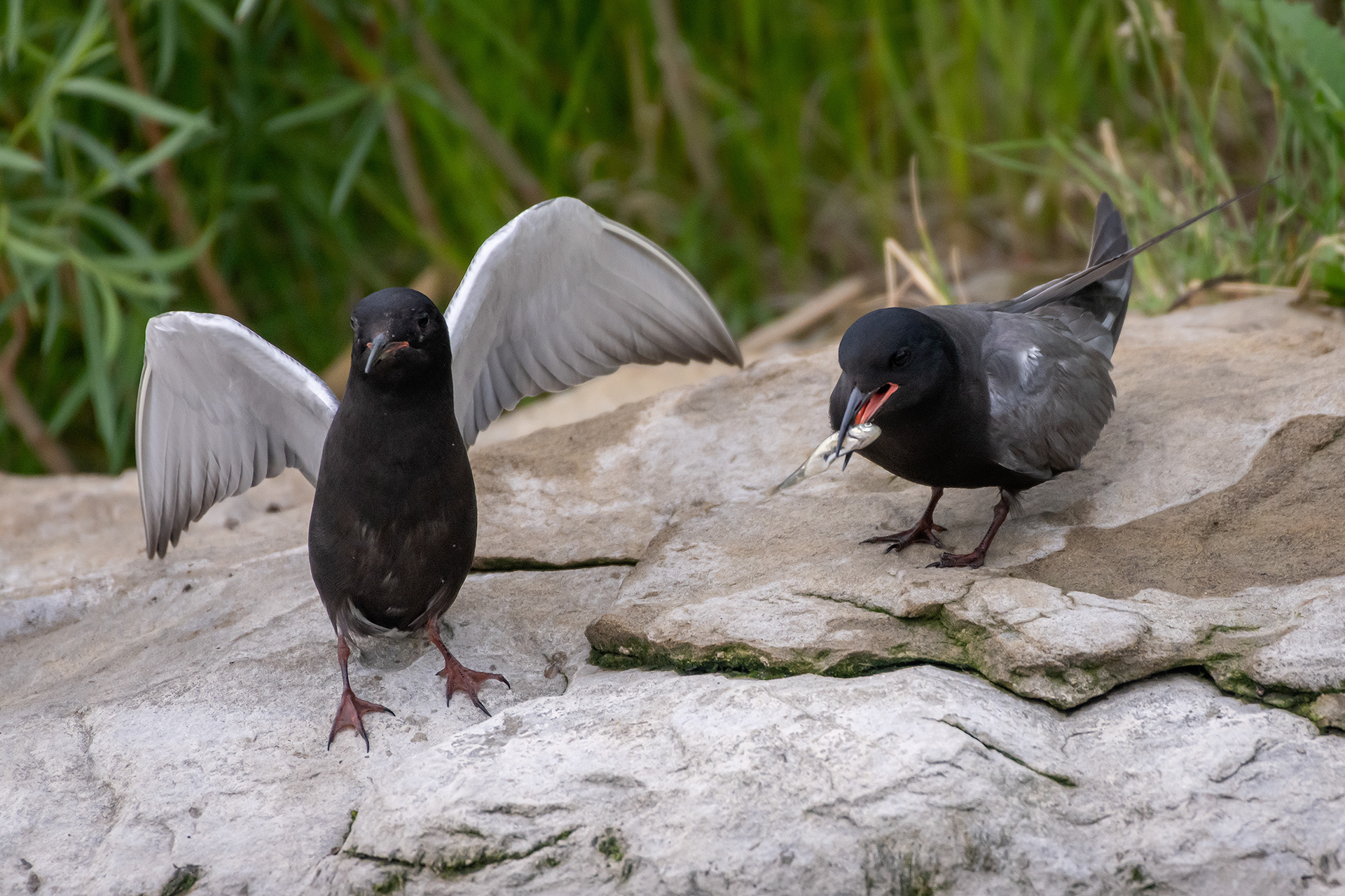 Black Terns, Marshall Springs ponds, Fish Creek Provincial Park, Calgary, AB